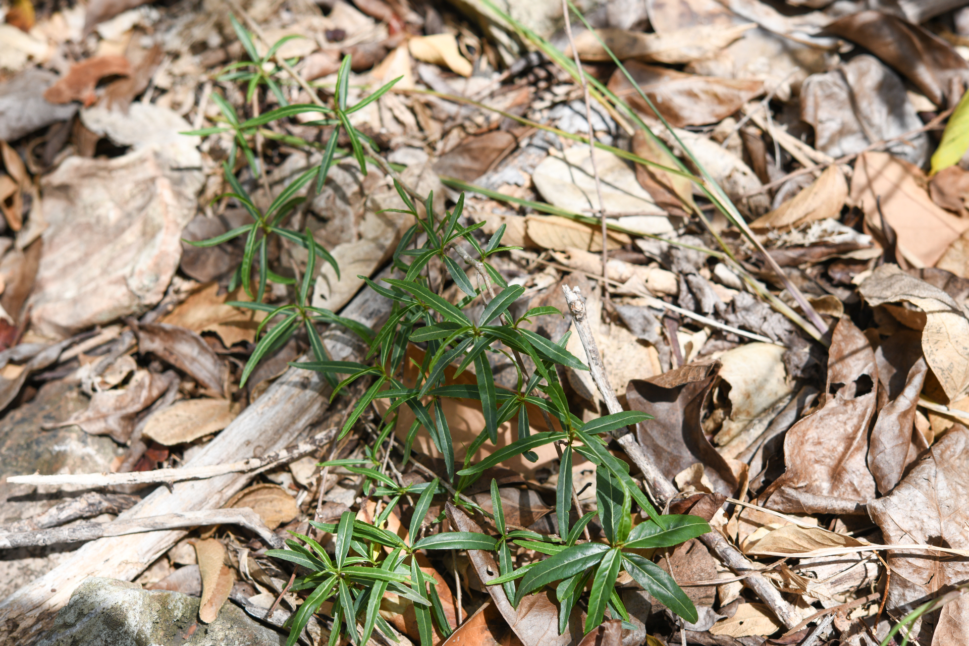 Casearia dodecandra (Jacq.) T.Samar. & M.H.Alford - Photo Bivouac Naturaliste