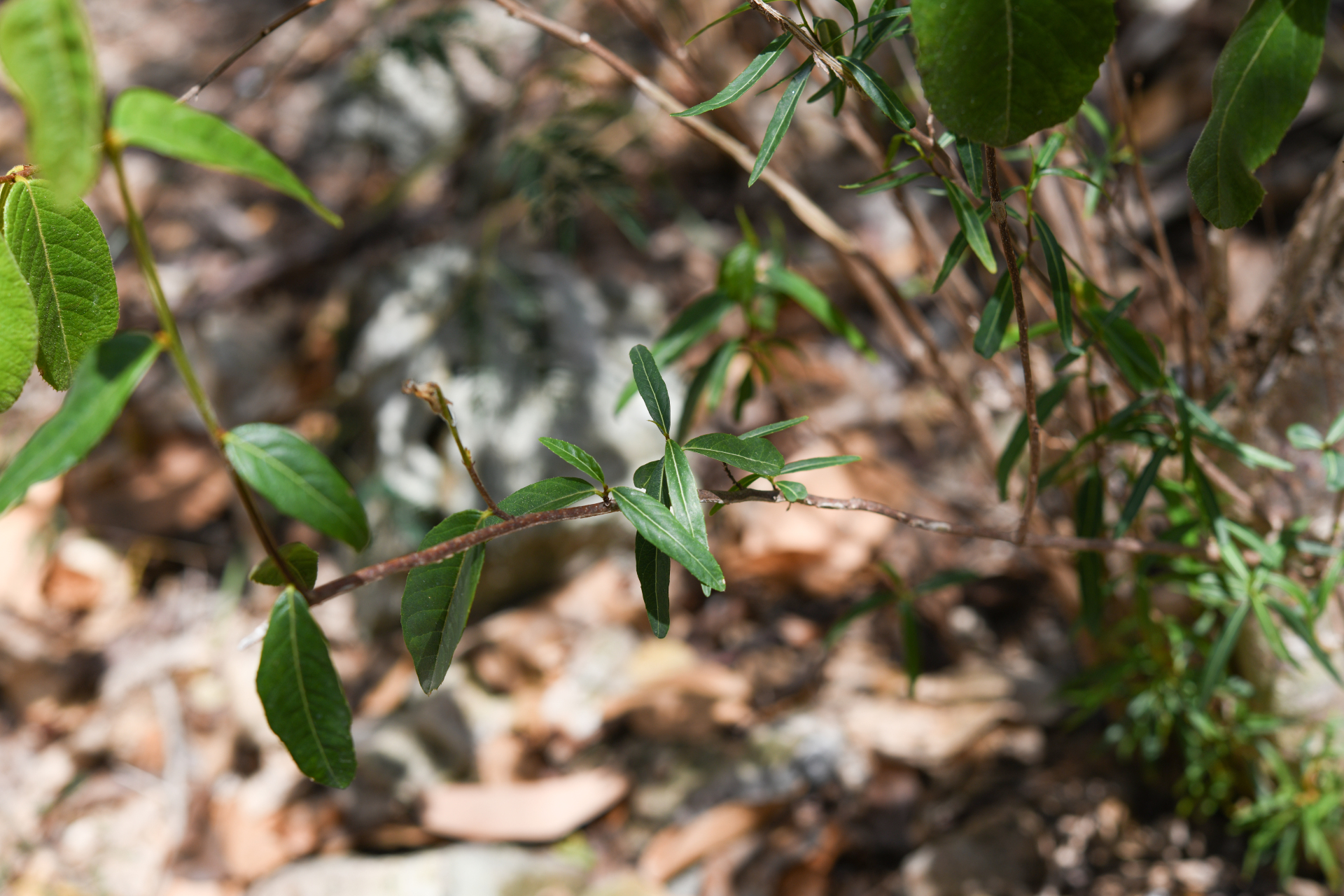 Casearia dodecandra (Jacq.) T.Samar. & M.H.Alford - Photo Bivouac Naturaliste