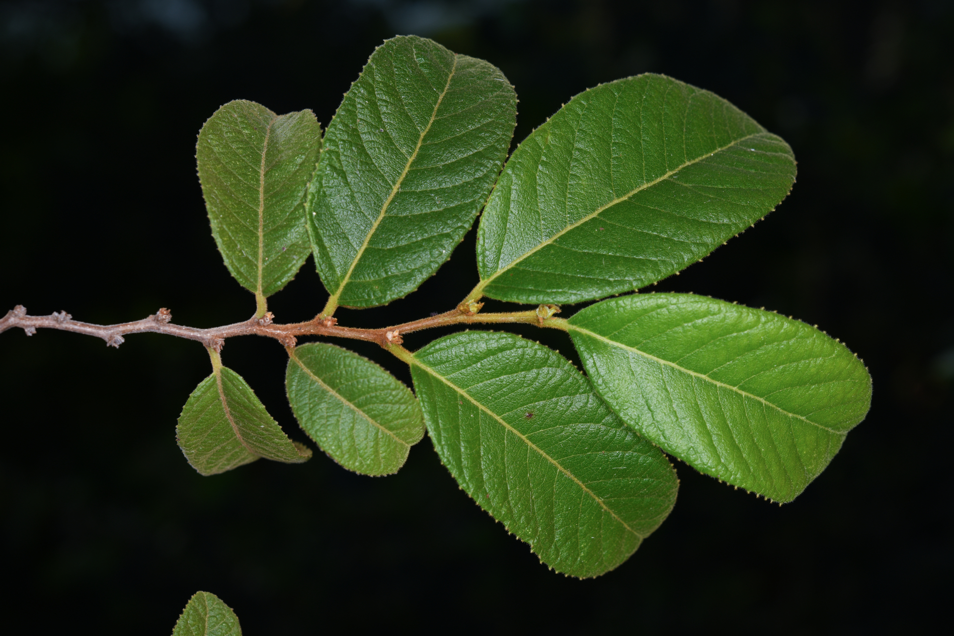 Casearia dodecandra (Jacq.) T.Samar. & M.H.Alford - Photo Bivouac Naturaliste
