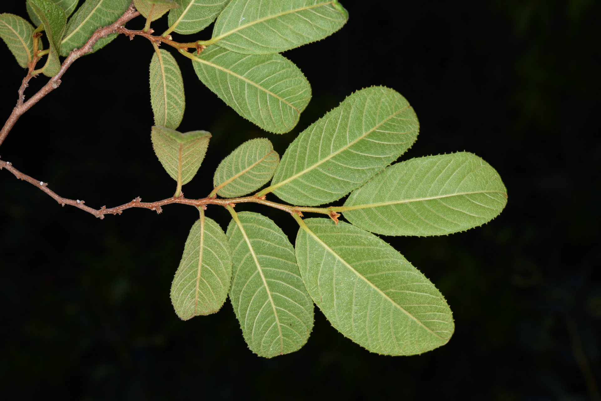 Casearia dodecandra (Jacq.) T.Samar. & M.H.Alford - Photo Bivouac Naturaliste