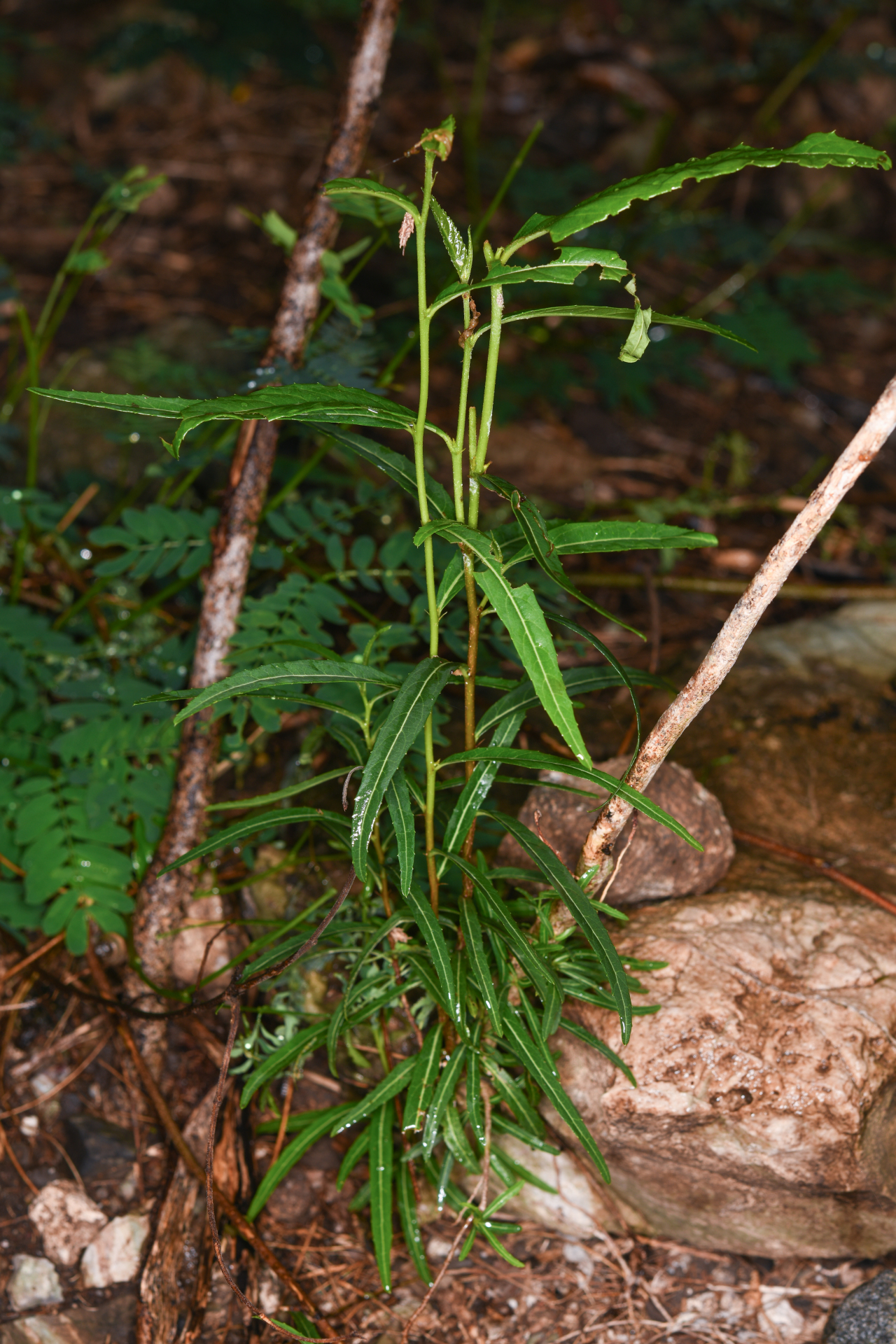 Casearia dodecandra (Jacq.) T.Samar. & M.H.Alford - Photo Bivouac Naturaliste