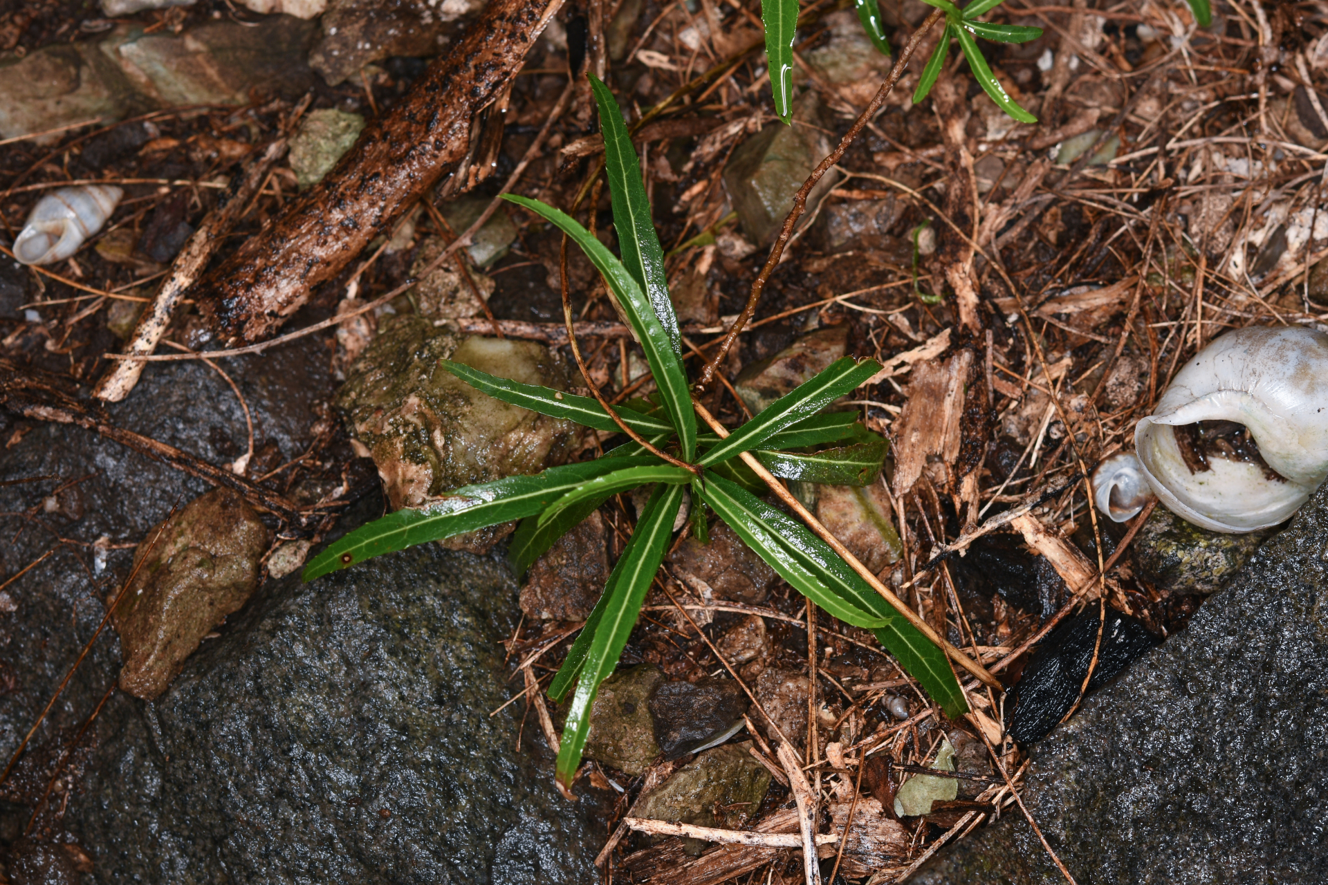 Casearia dodecandra (Jacq.) T.Samar. & M.H.Alford - Photo Bivouac Naturaliste