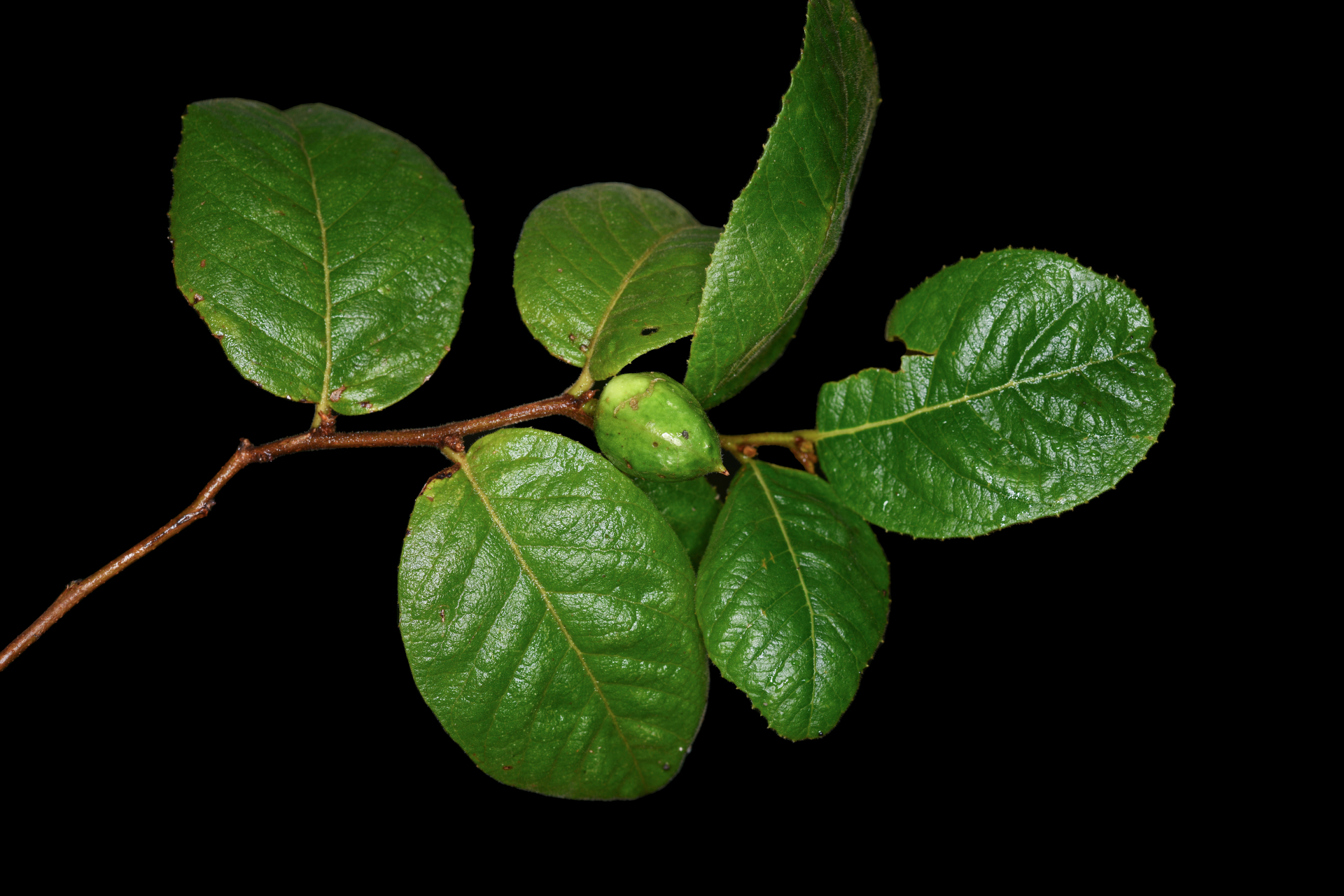 Casearia dodecandra (Jacq.) T.Samar. & M.H.Alford - Photo Bivouac Naturaliste