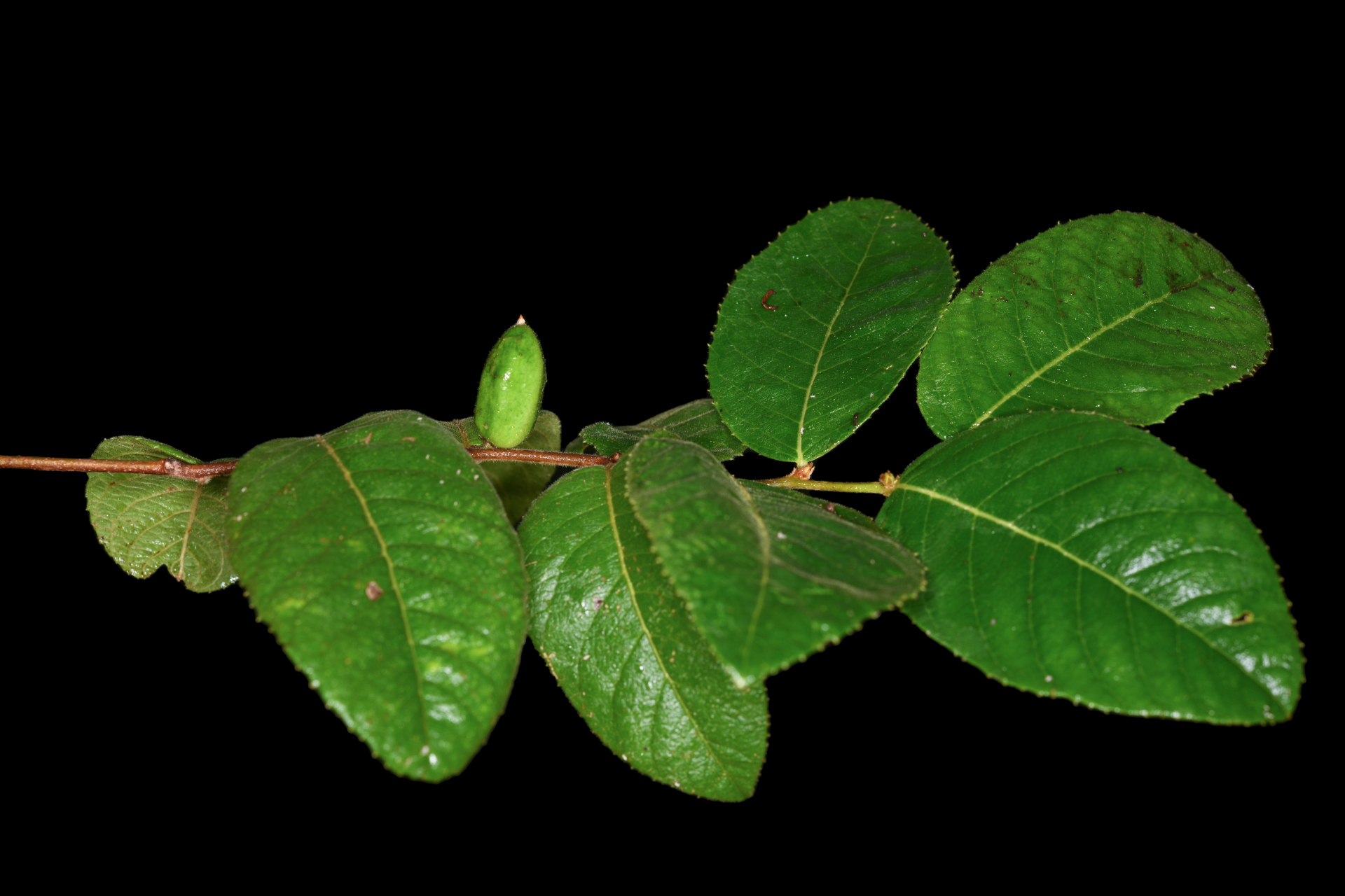 Casearia dodecandra (Jacq.) T.Samar. & M.H.Alford - Photo Bivouac Naturaliste