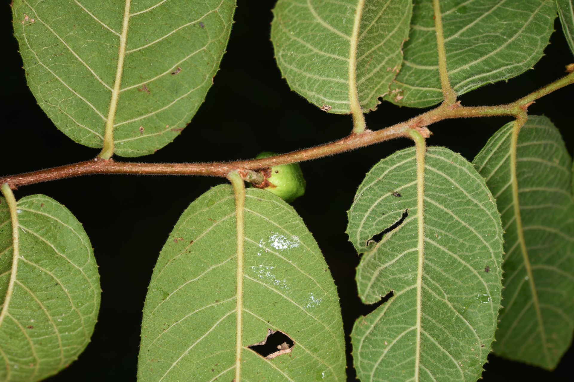 Casearia dodecandra (Jacq.) T.Samar. & M.H.Alford - Photo Bivouac Naturaliste