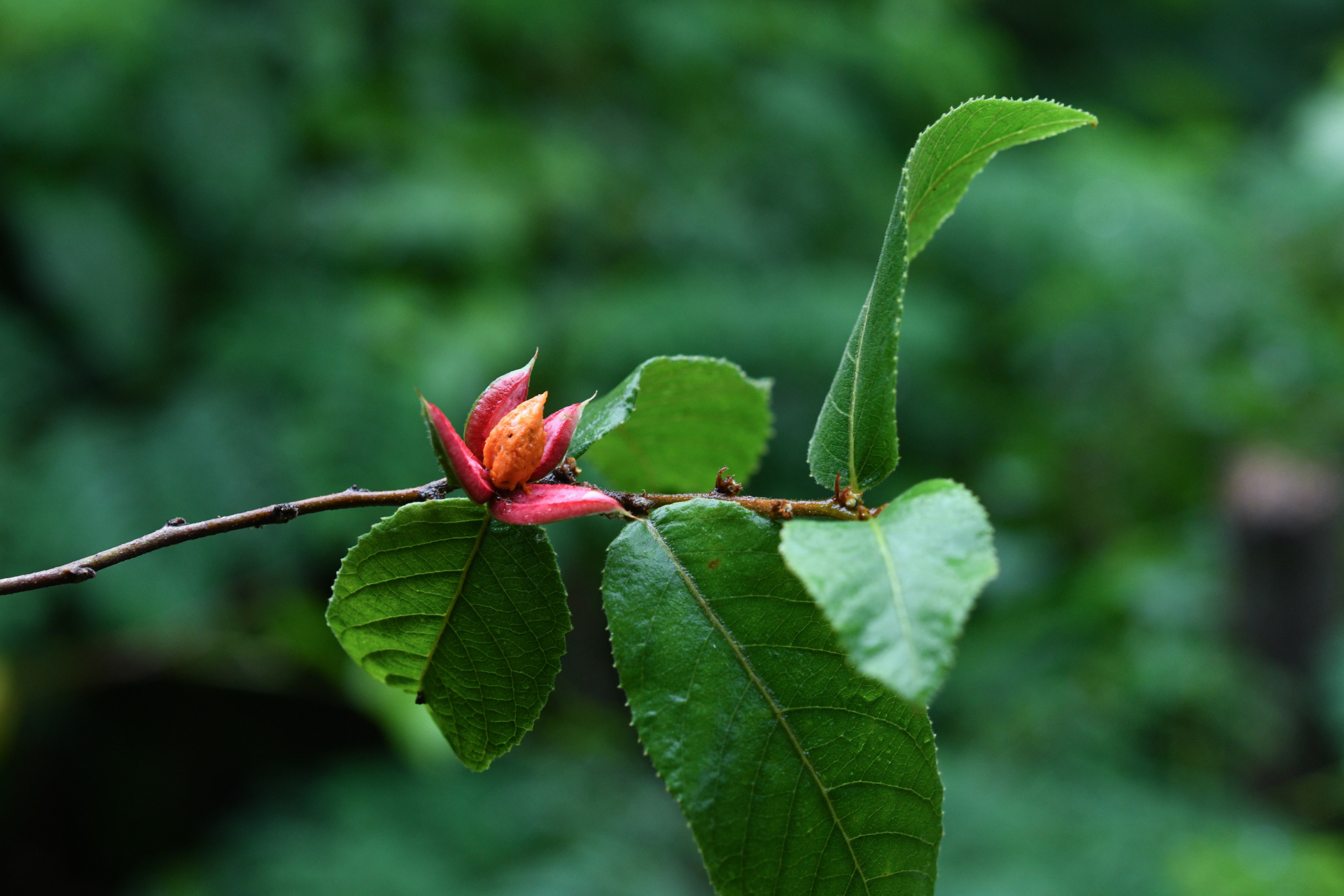 Casearia dodecandra (Jacq.) T.Samar. & M.H.Alford - Photo Bivouac Naturaliste