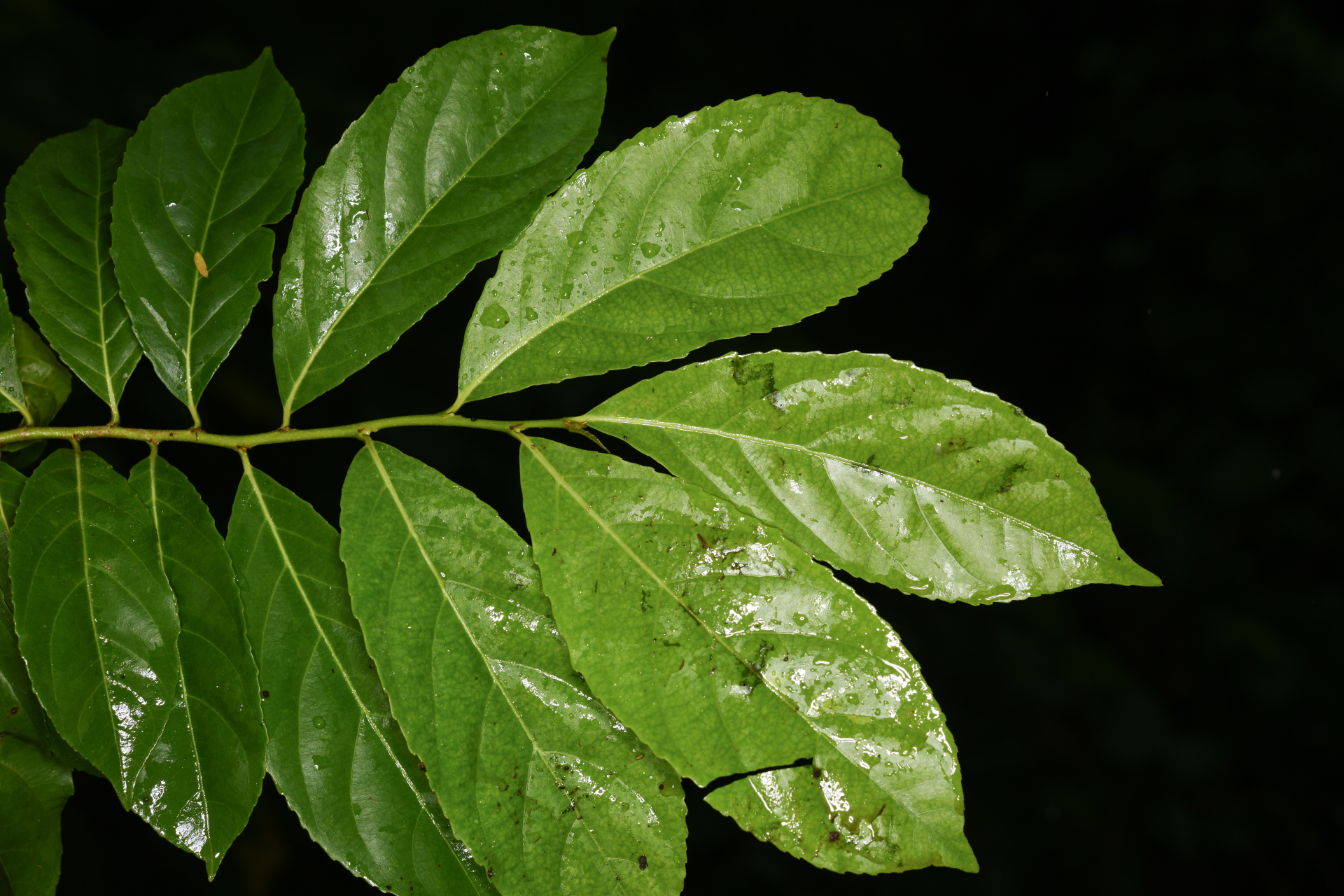 Casearia guianensis (Aubl.) Urb. - Photo Bivouac Naturaliste