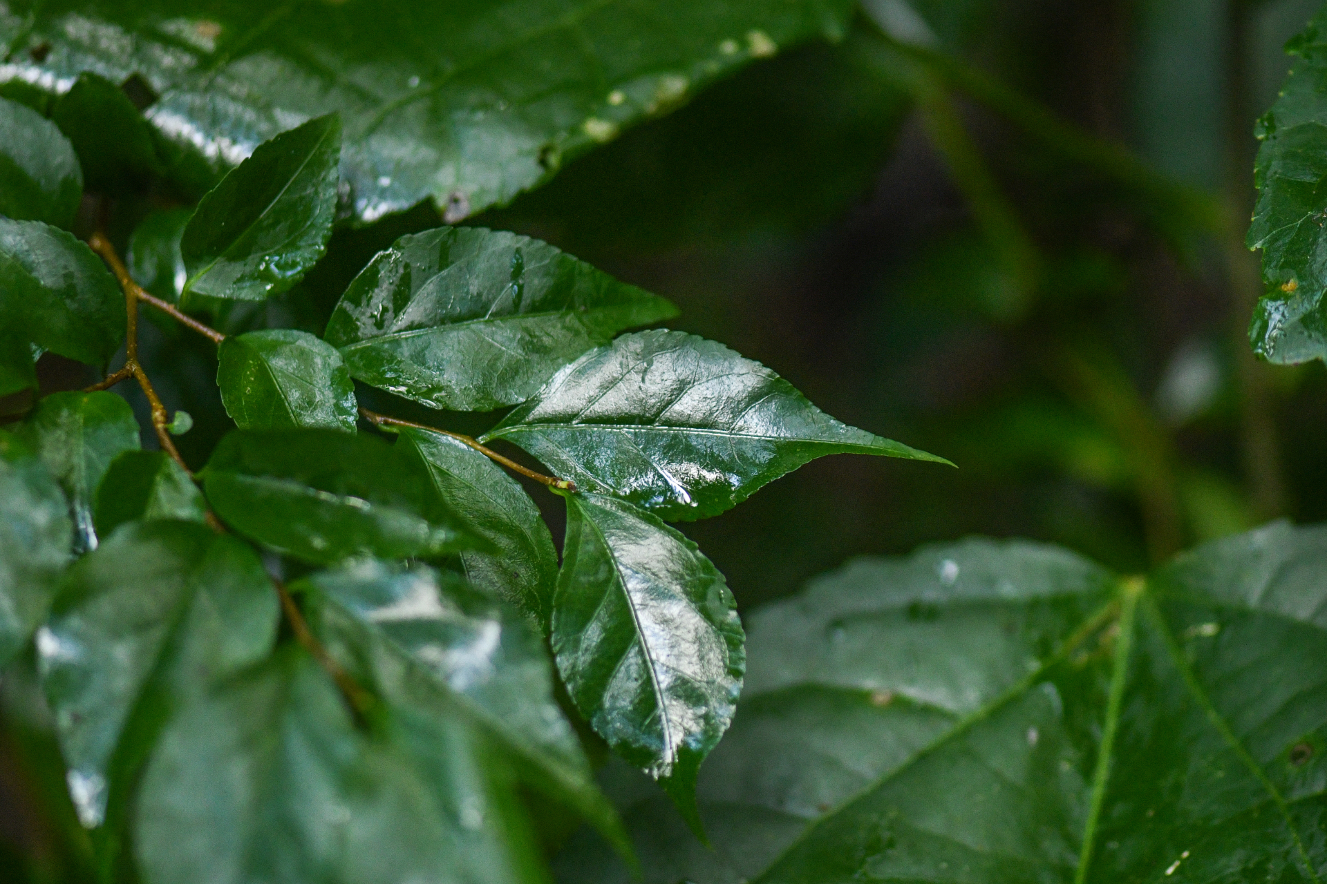 Casearia decandra Jacq. - Photo Bivouac Naturaliste