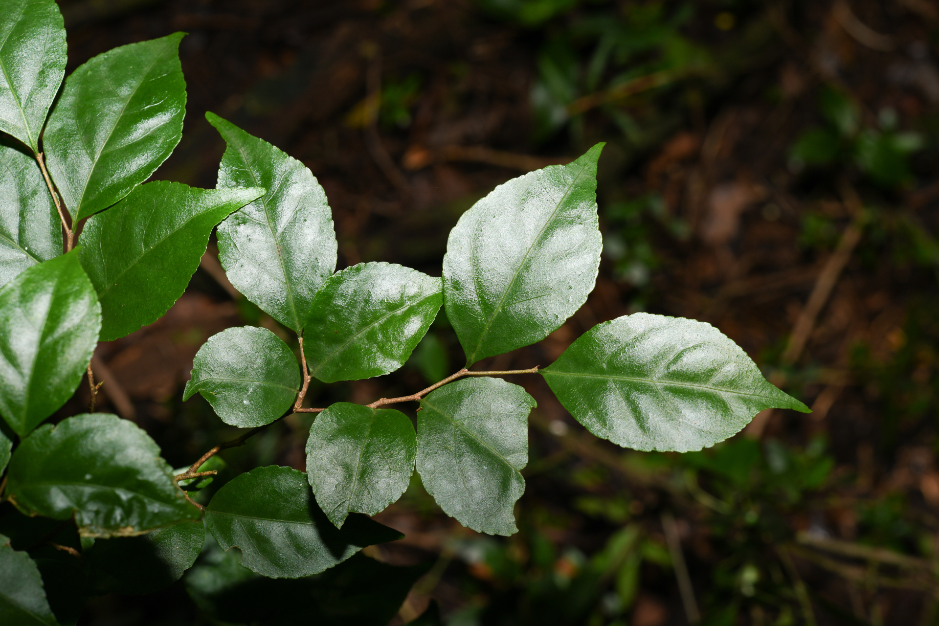 Casearia decandra Jacq. - Photo Bivouac Naturaliste