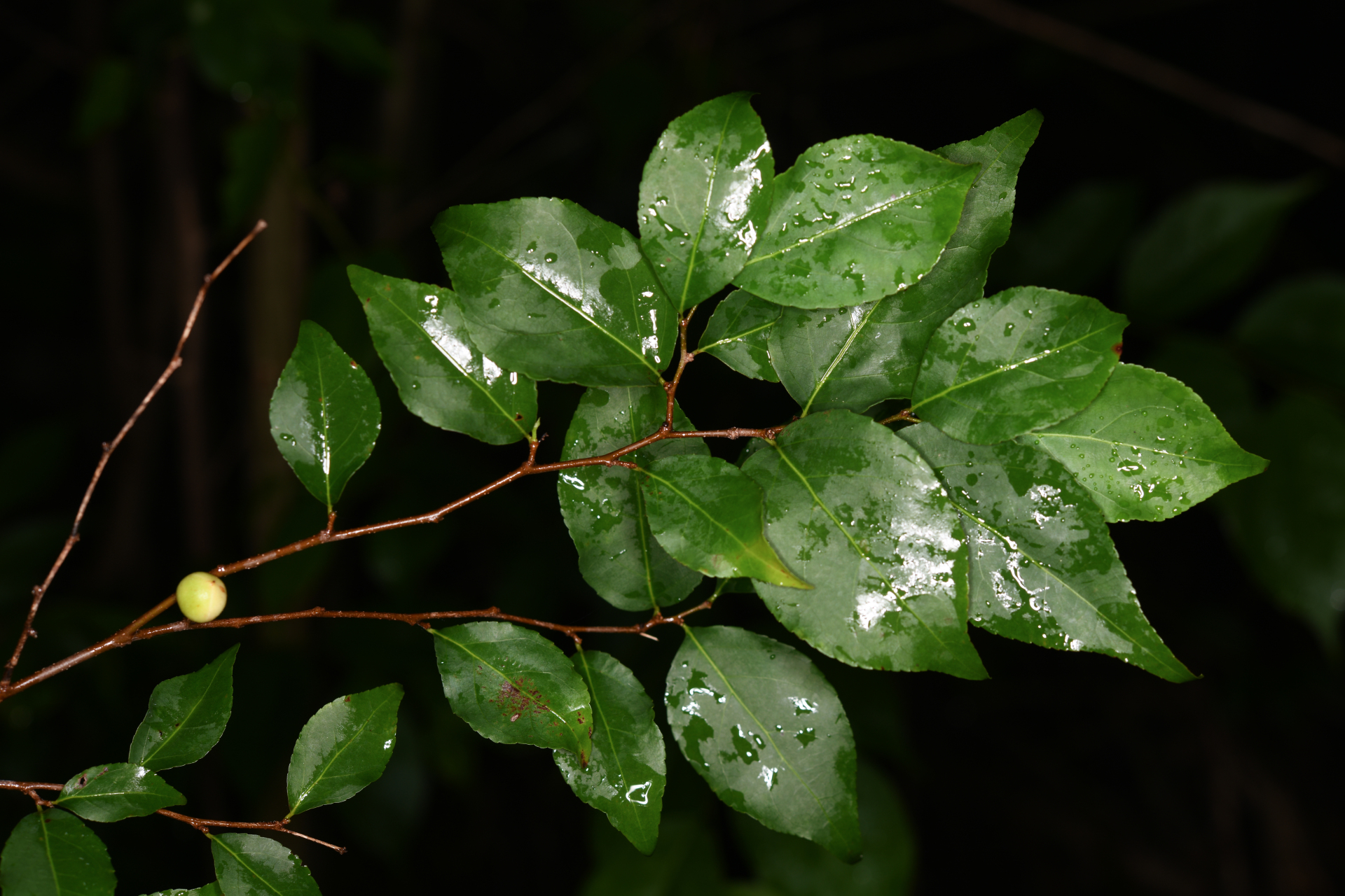 Casearia decandra Jacq. - Photo Bivouac Naturaliste