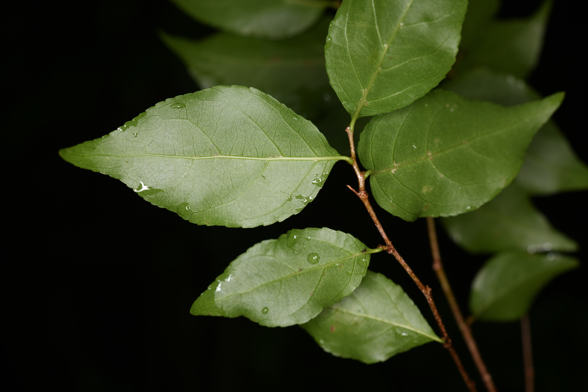 Casearia decandra Jacq. - Photo Bivouac Naturaliste