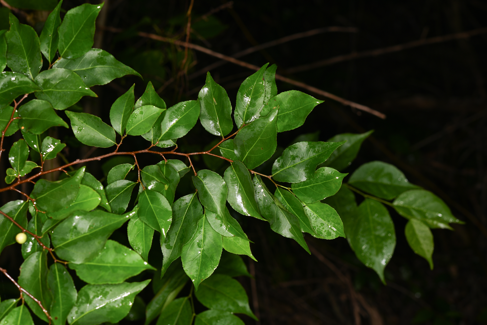 Casearia decandra Jacq. - Photo Bivouac Naturaliste