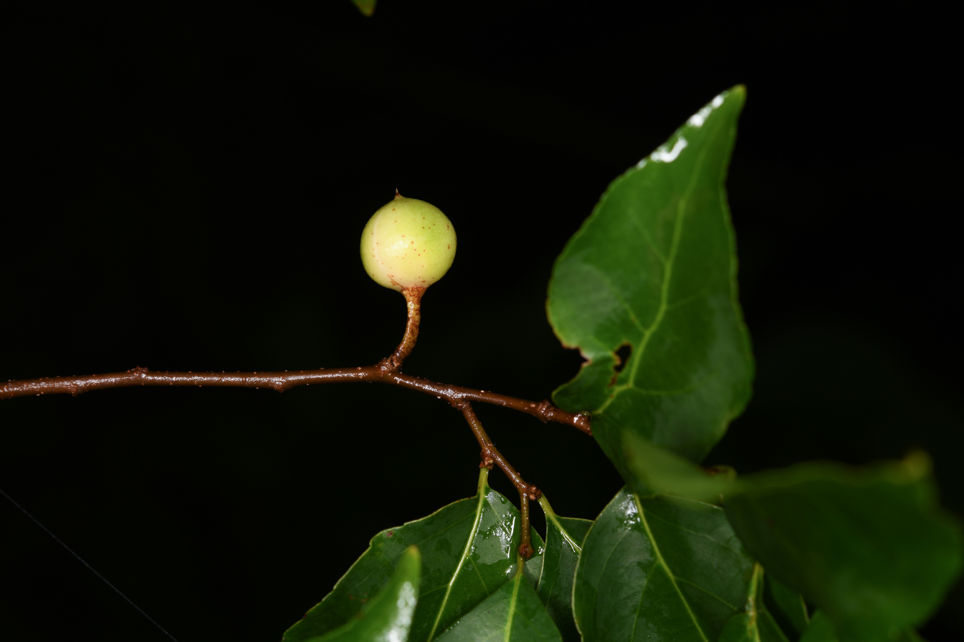 Casearia decandra Jacq. - Photo Bivouac Naturaliste
