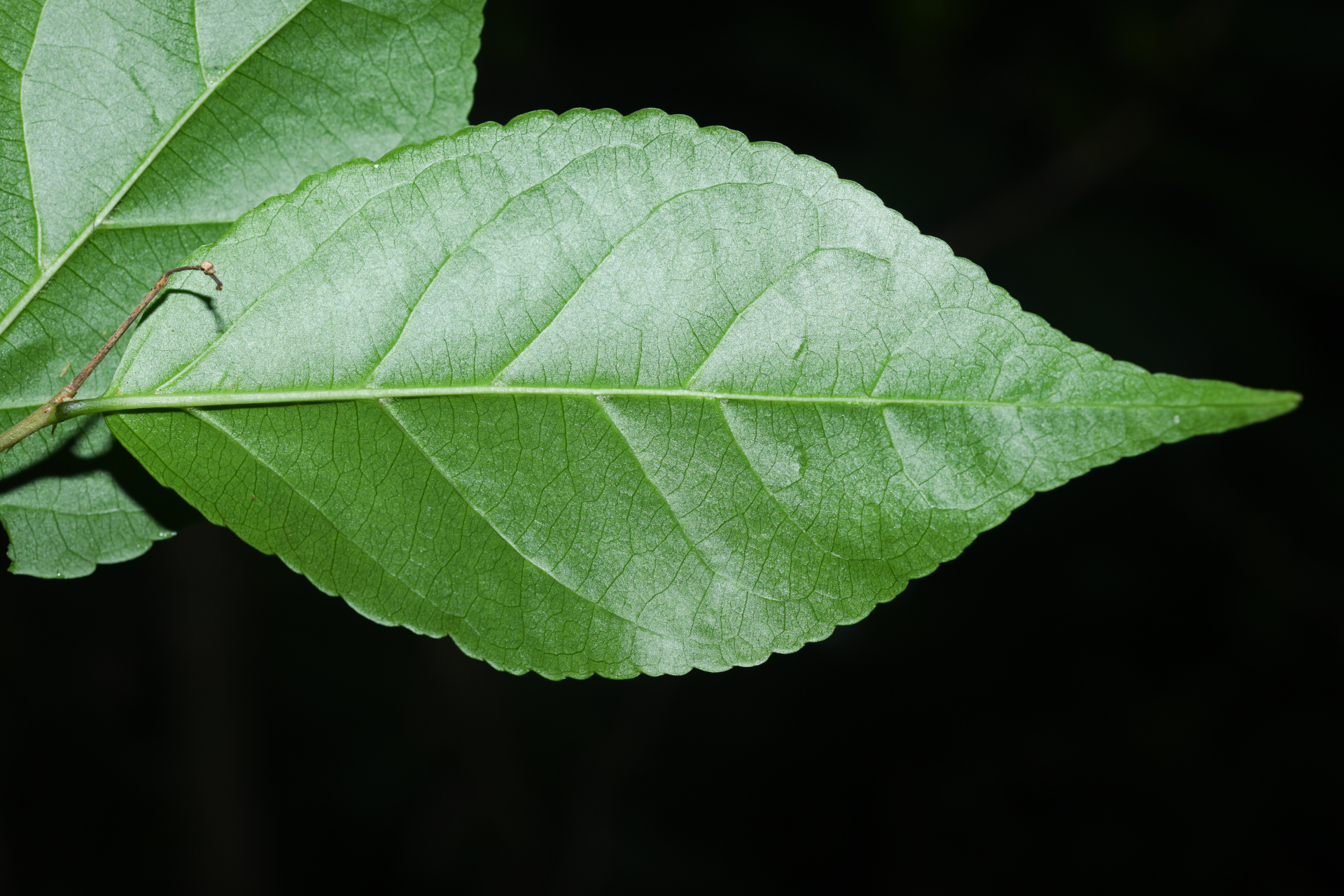 Casearia decandra Jacq. - Photo Bivouac Naturaliste