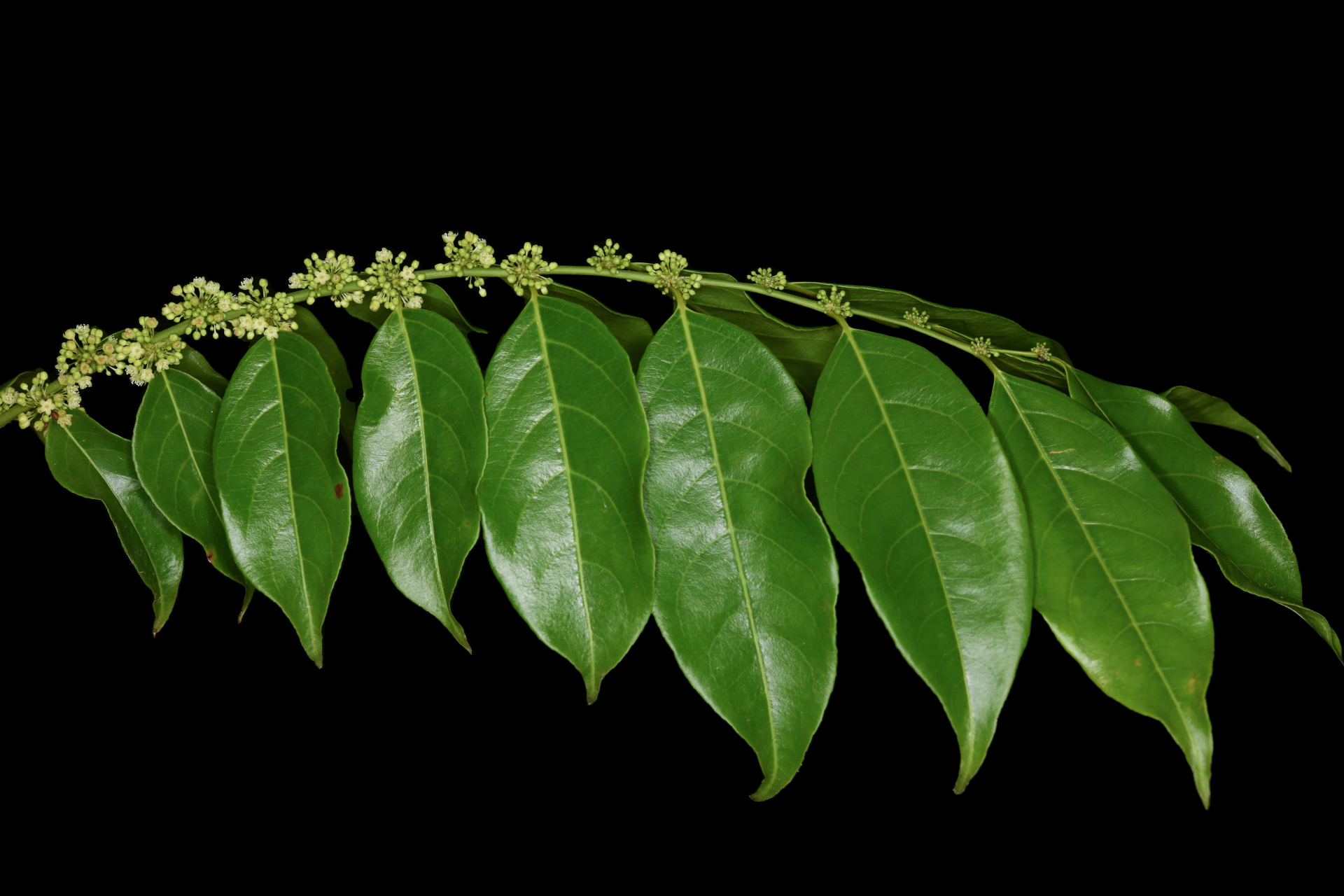 Casearia sylvestris Sw. - Photo Bivouac Naturaliste