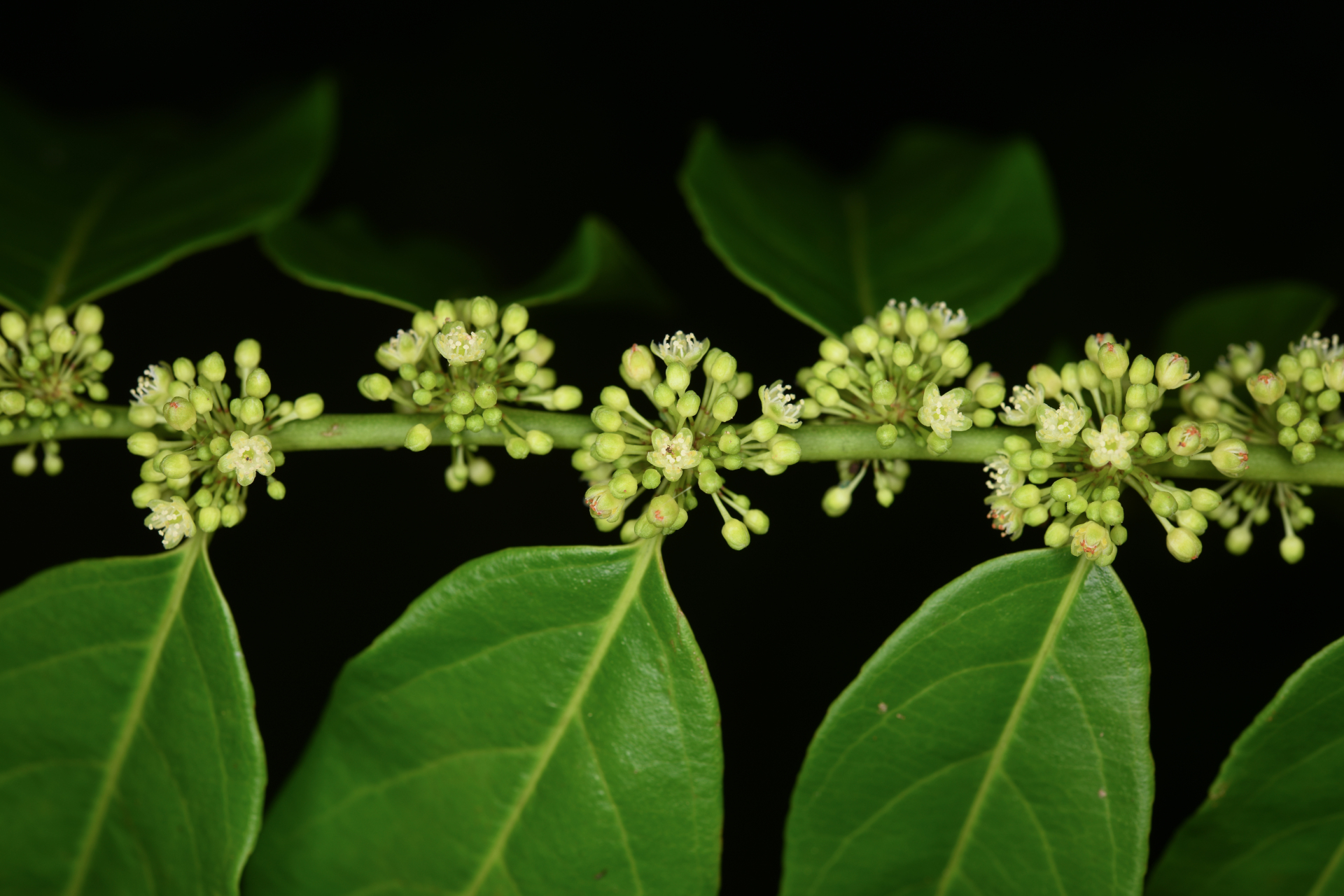Casearia sylvestris Sw. - Photo Bivouac Naturaliste