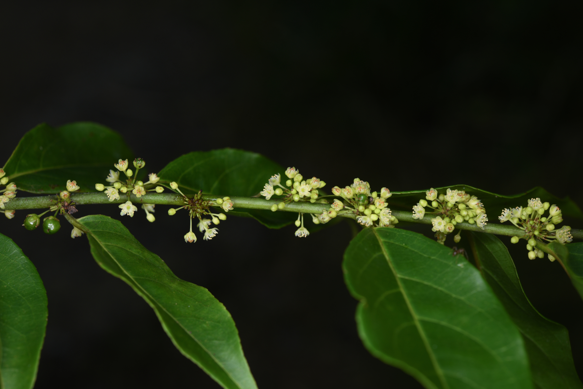Casearia sylvestris Sw. - Photo Bivouac Naturaliste