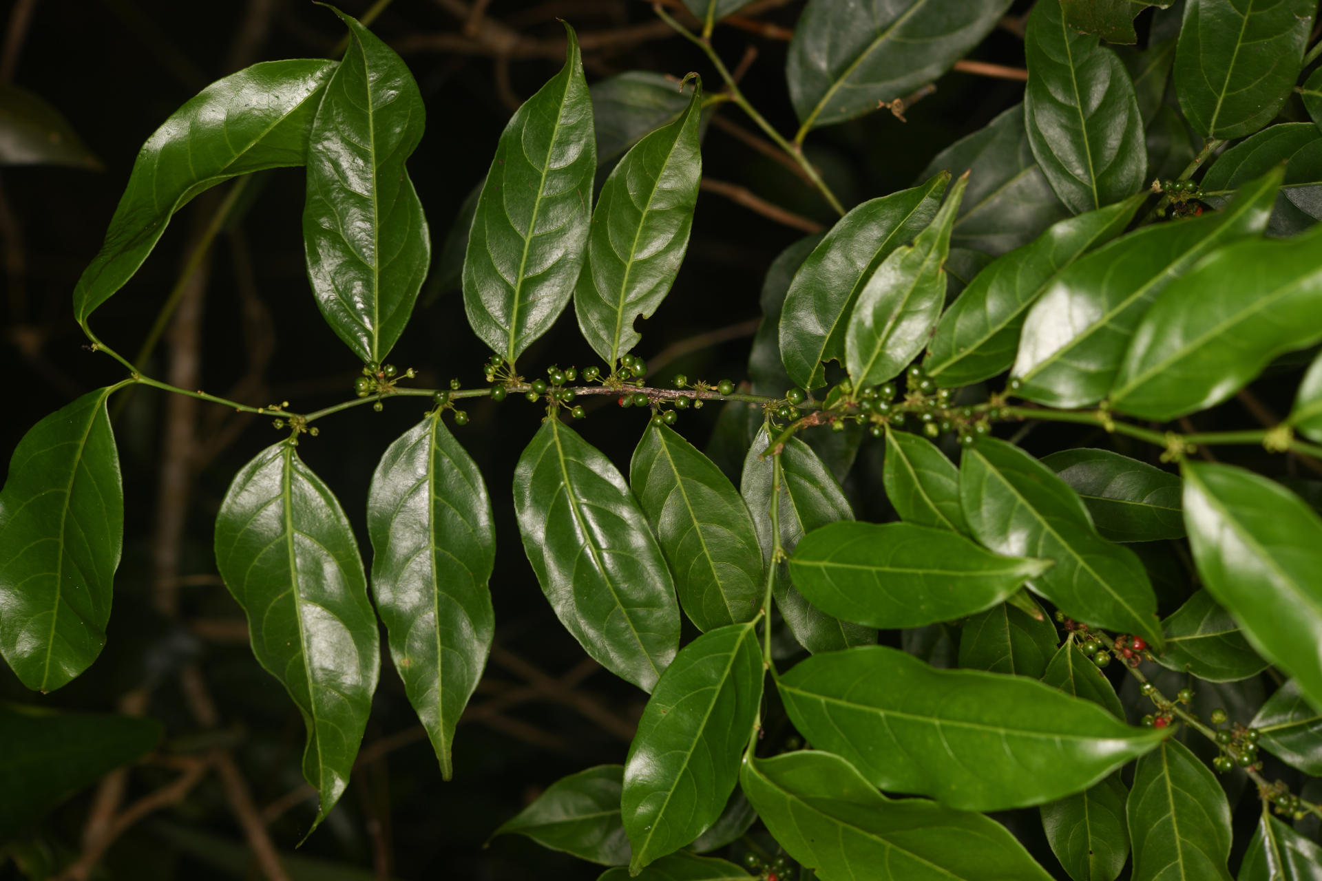 Casearia sylvestris Sw. - Photo Bivouac Naturaliste