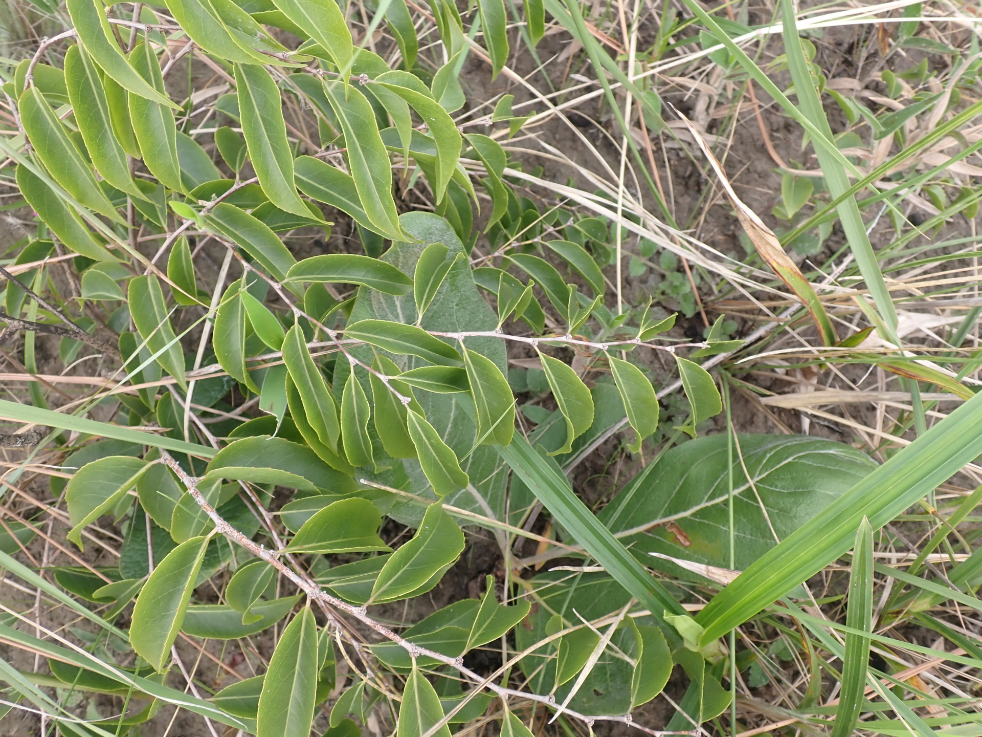 Casearia sylvestris Sw. - Photo Bivouac Naturaliste