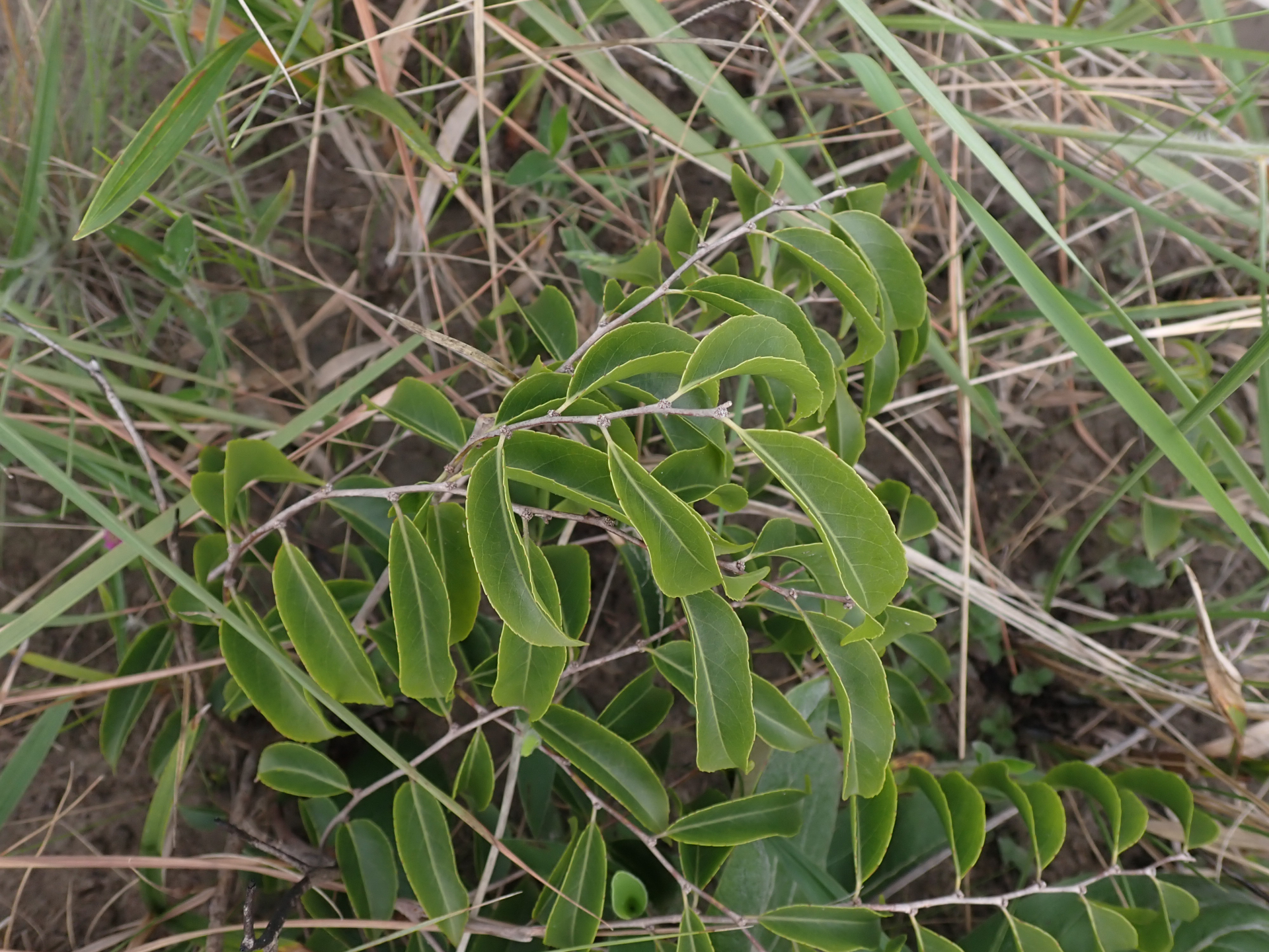 Casearia sylvestris Sw. - Photo Bivouac Naturaliste