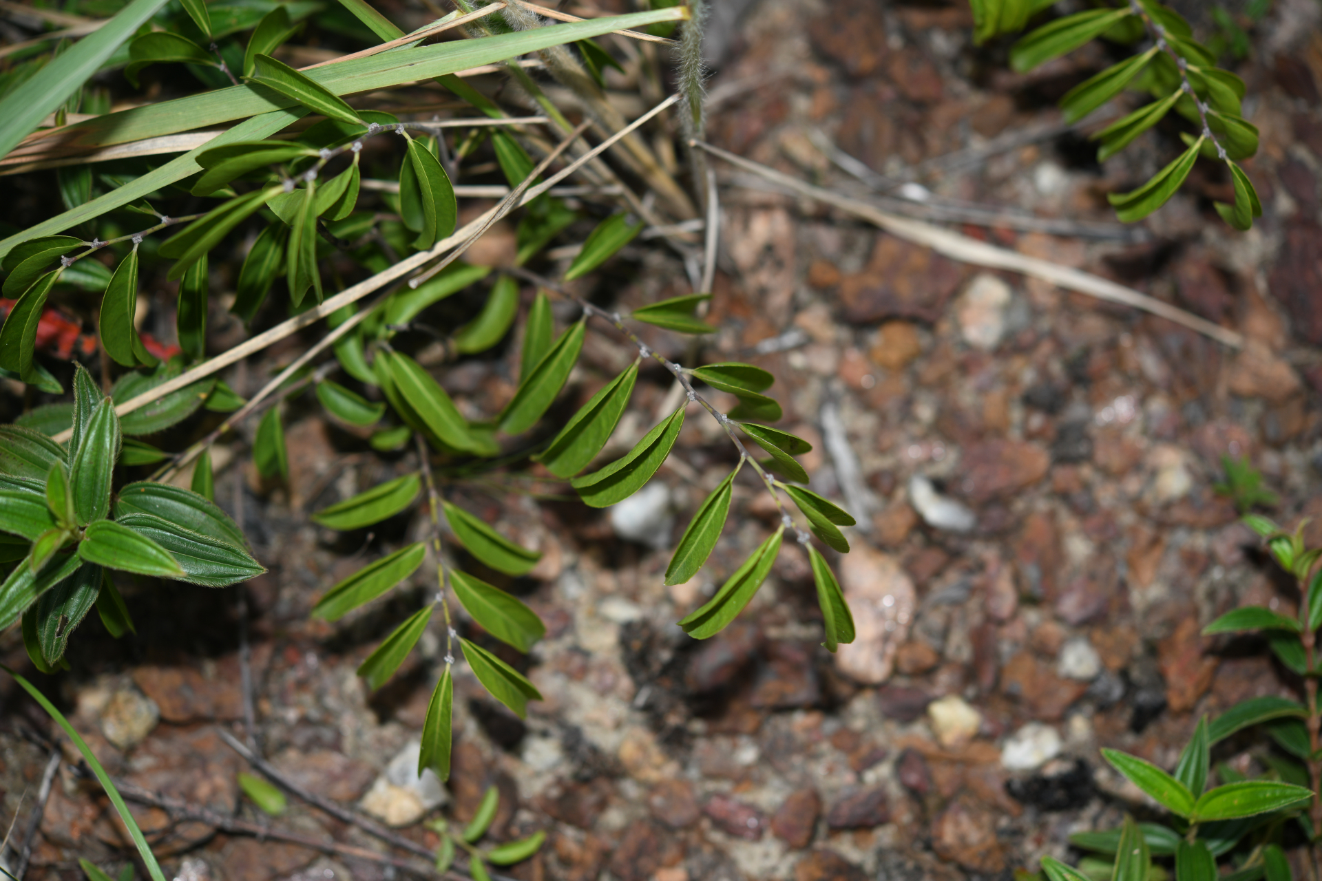 Casearia sylvestris Sw. - Photo Bivouac Naturaliste
