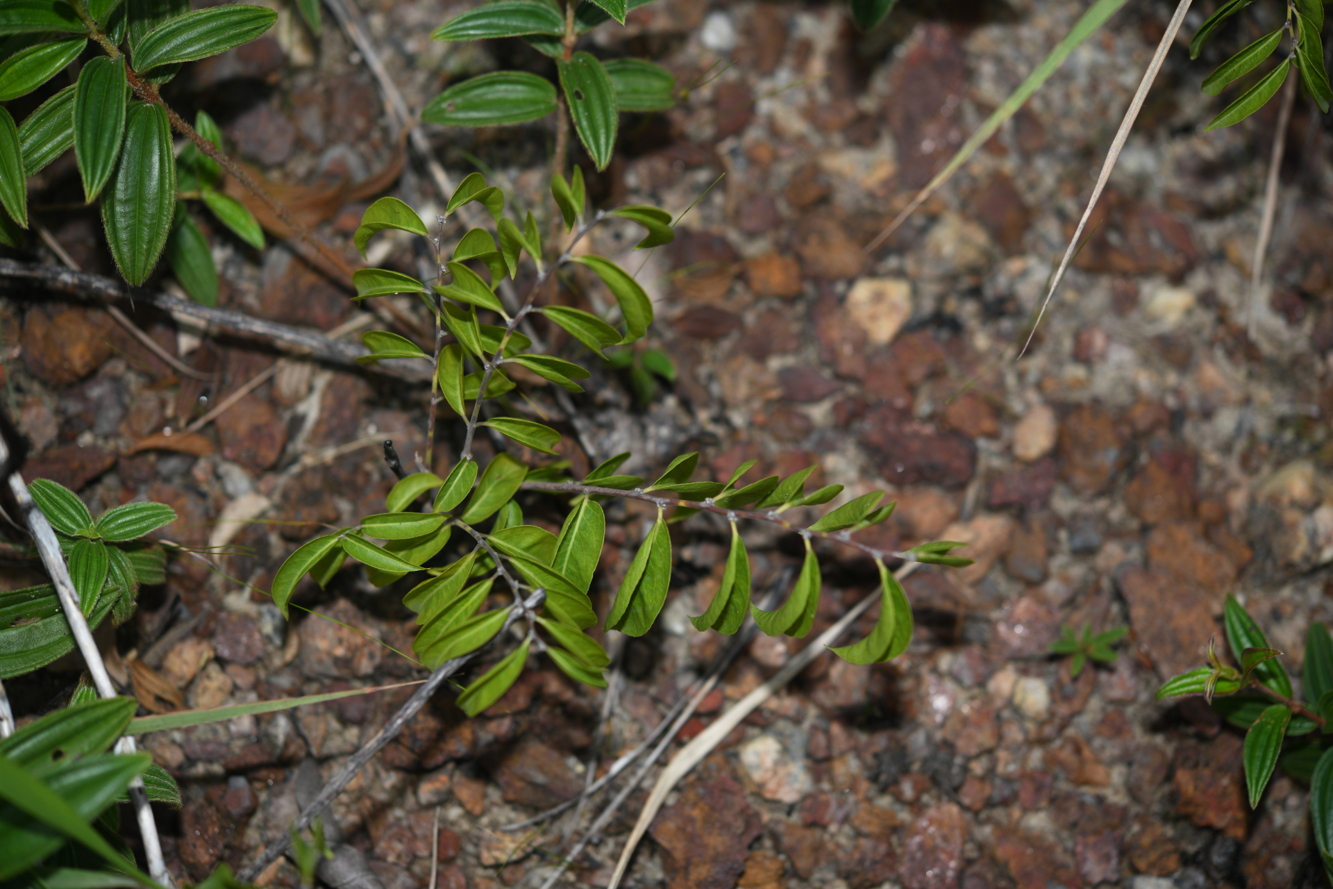 Casearia sylvestris Sw. - Photo Bivouac Naturaliste