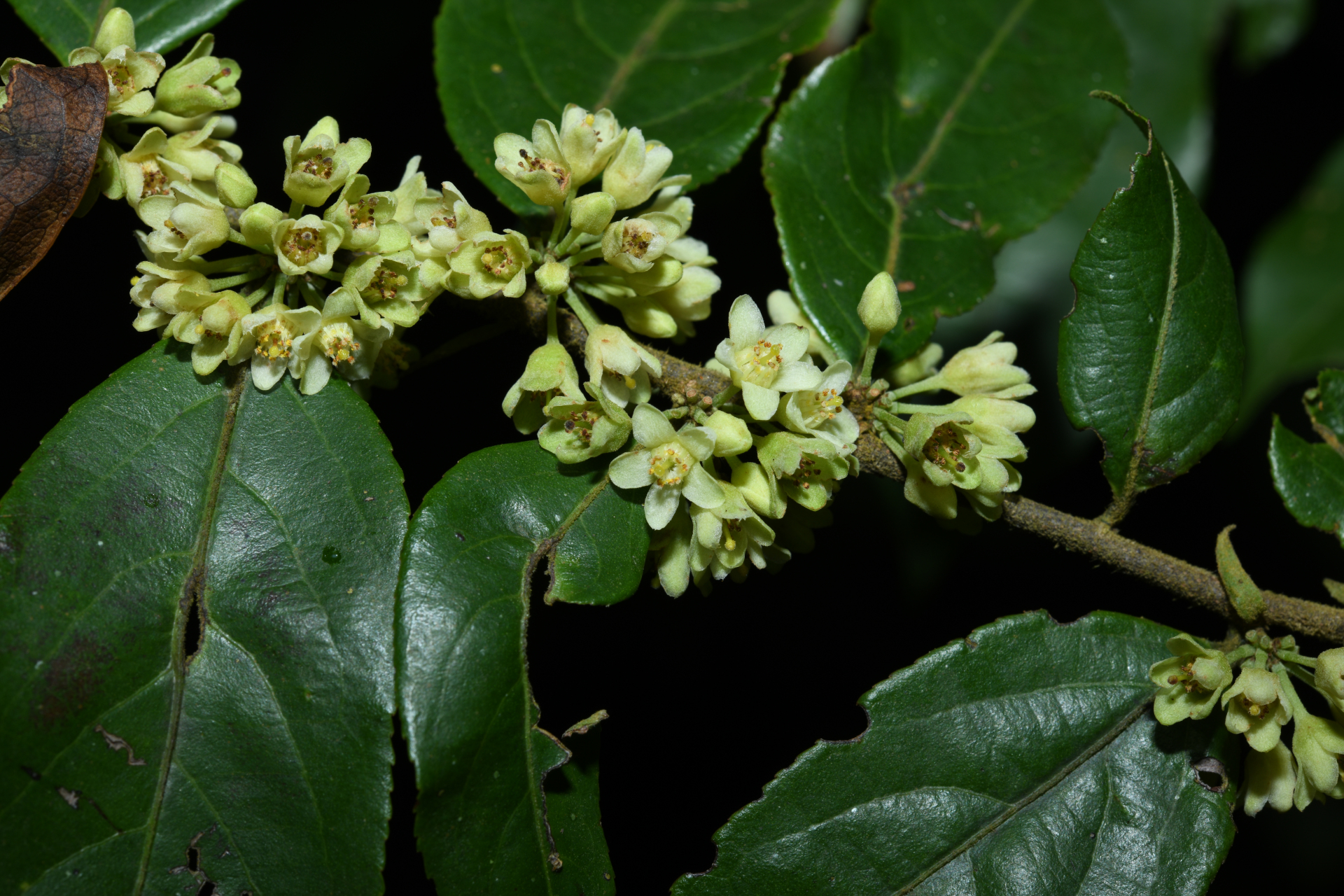 Casearia arborea (Rich.) Urb. - Photo Bivouac Naturaliste