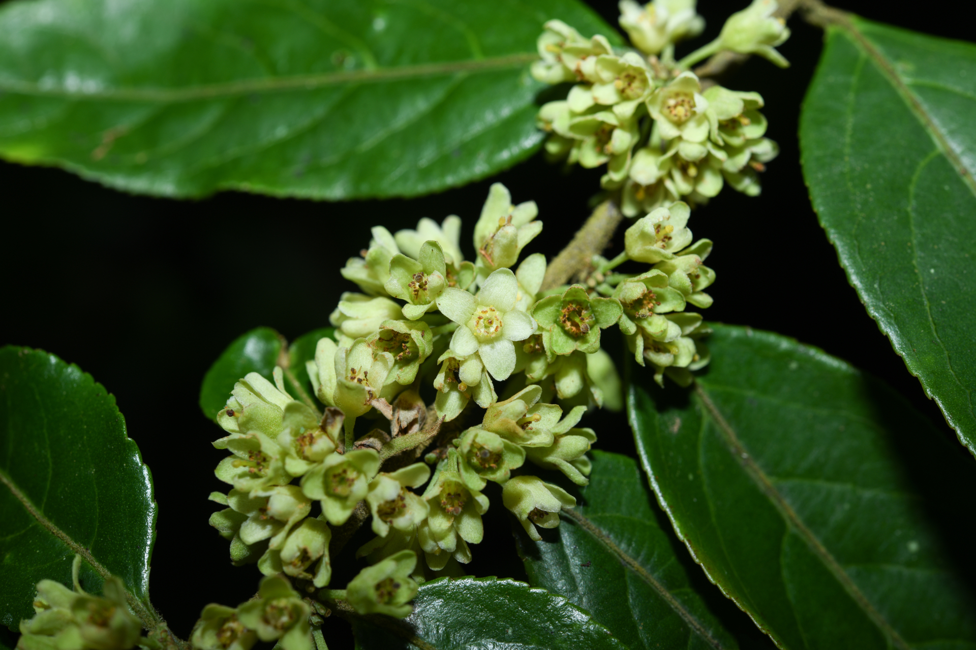 Casearia arborea (Rich.) Urb. - Photo Bivouac Naturaliste
