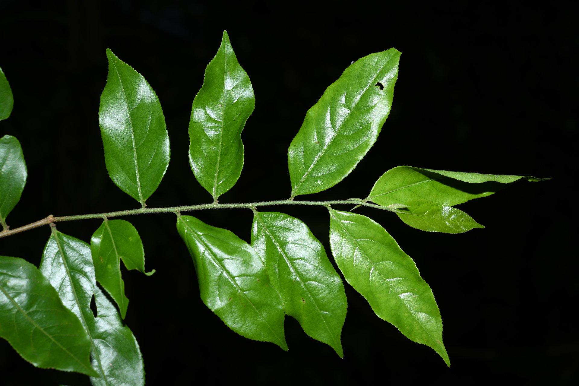 Casearia arborea (Rich.) Urb. - Photo Bivouac Naturaliste