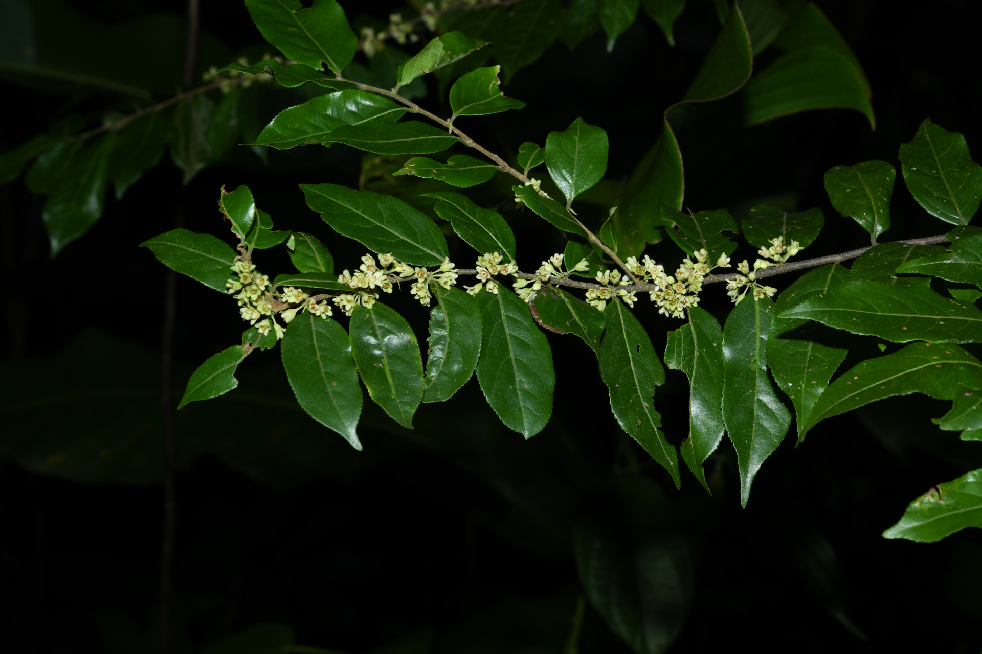 Casearia arborea (Rich.) Urb. - Photo Bivouac Naturaliste