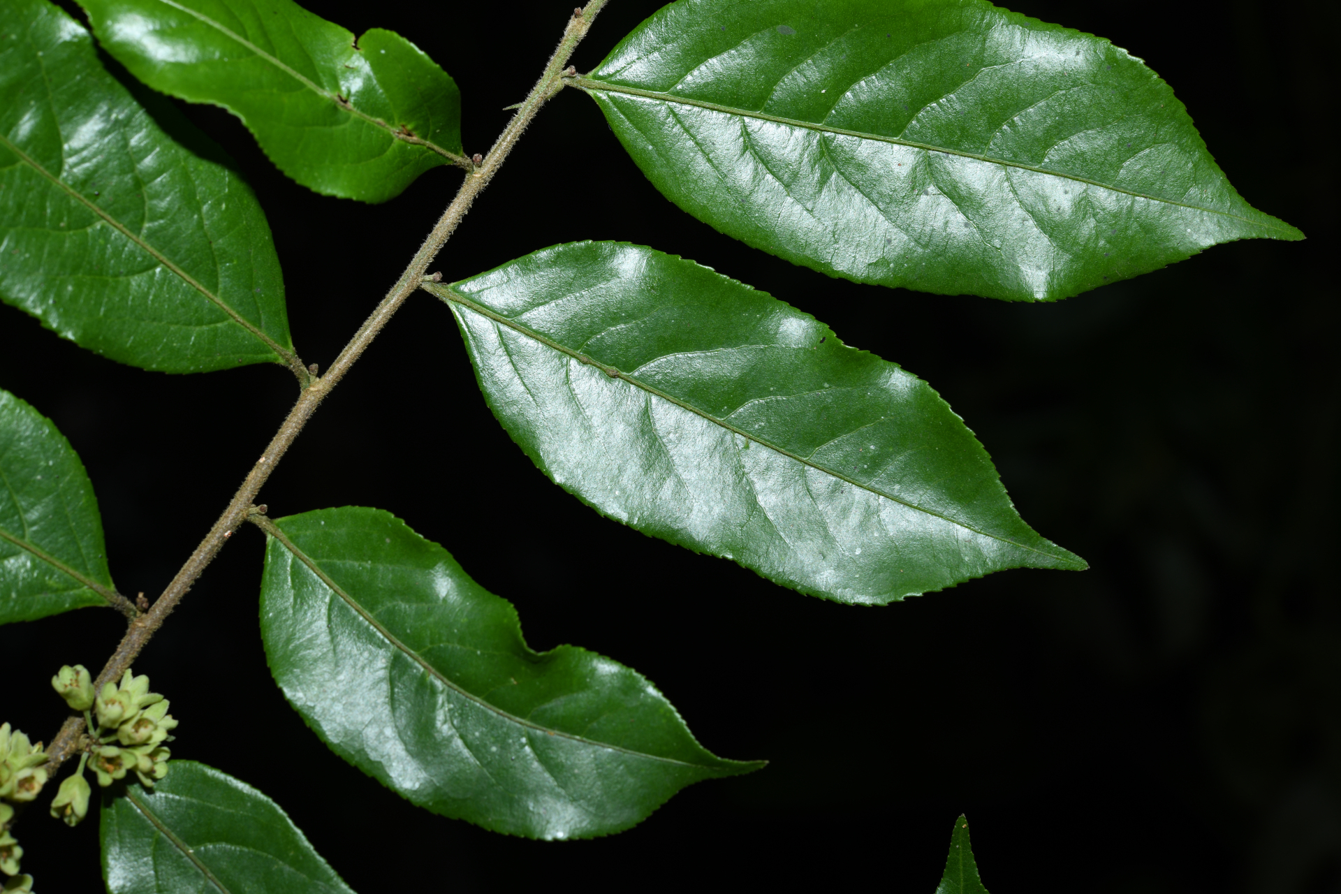 Casearia arborea (Rich.) Urb. - Photo Bivouac Naturaliste