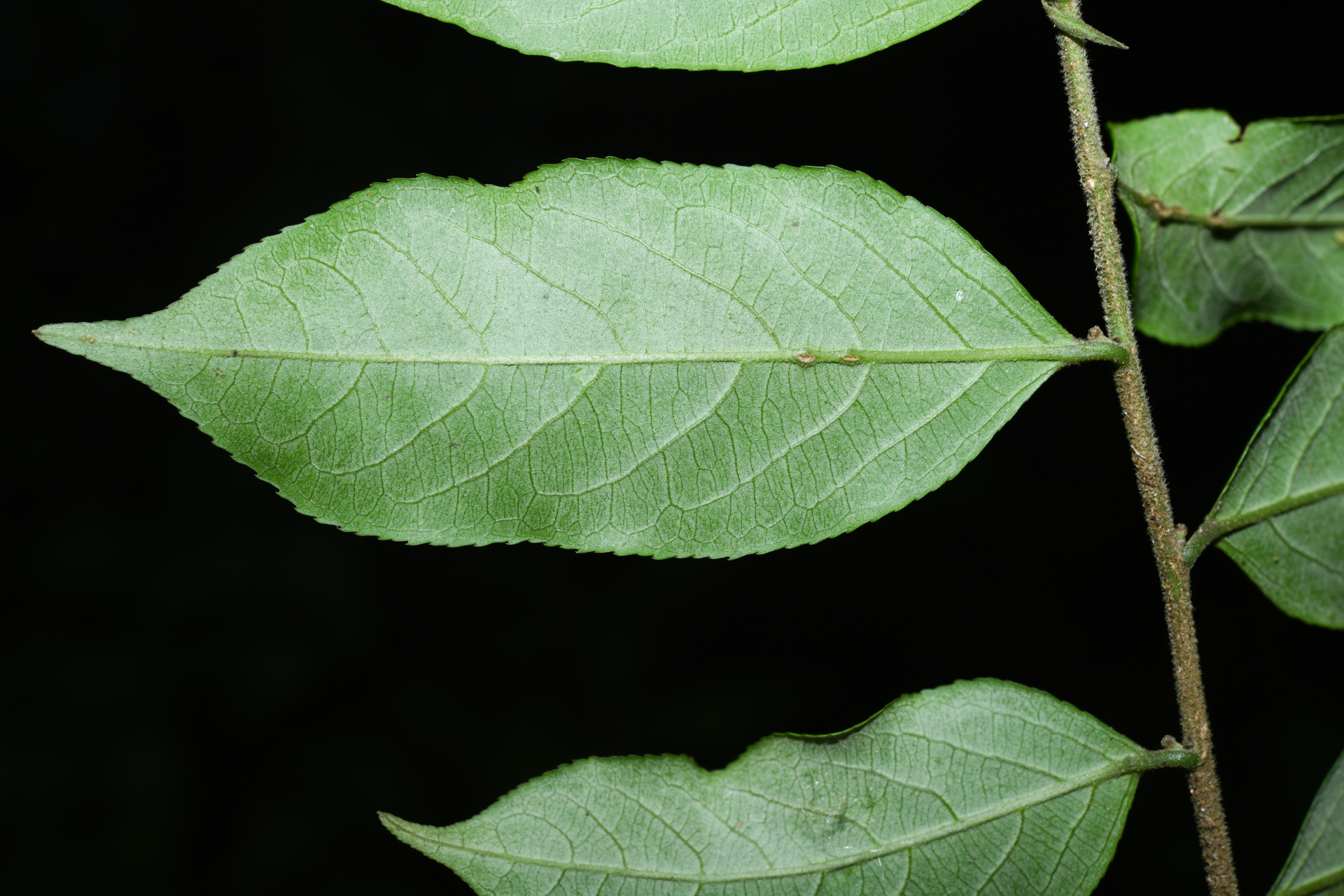 Casearia arborea (Rich.) Urb. - Photo Bivouac Naturaliste