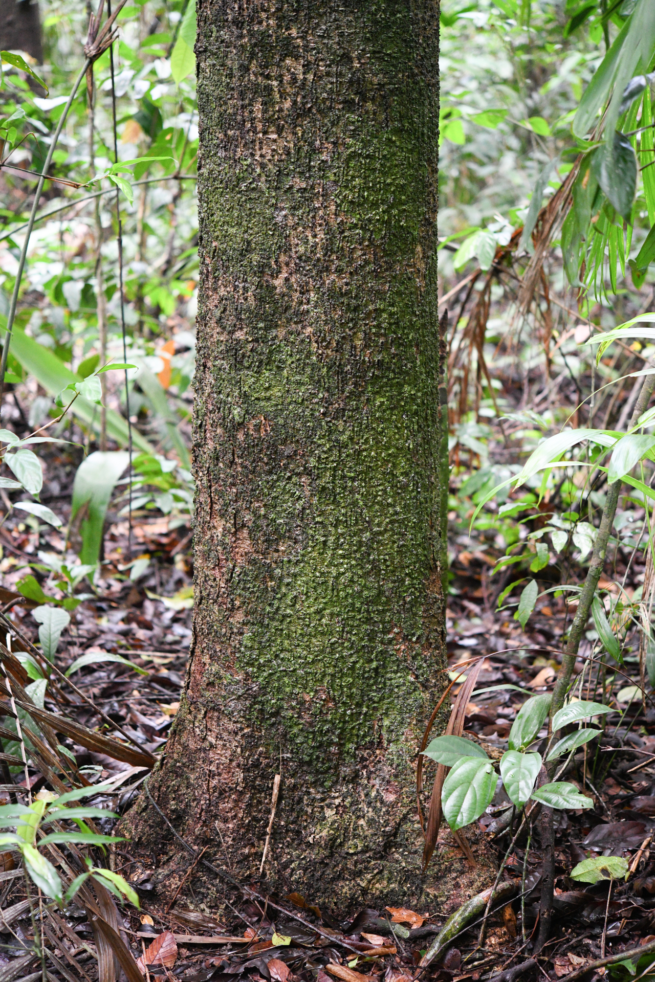 Casearia bicolor Urb. - Photo Bivouac Naturaliste
