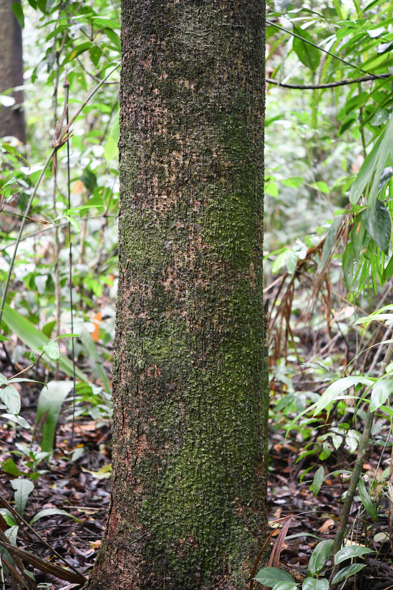 Casearia bicolor Urb. - Photo Bivouac Naturaliste