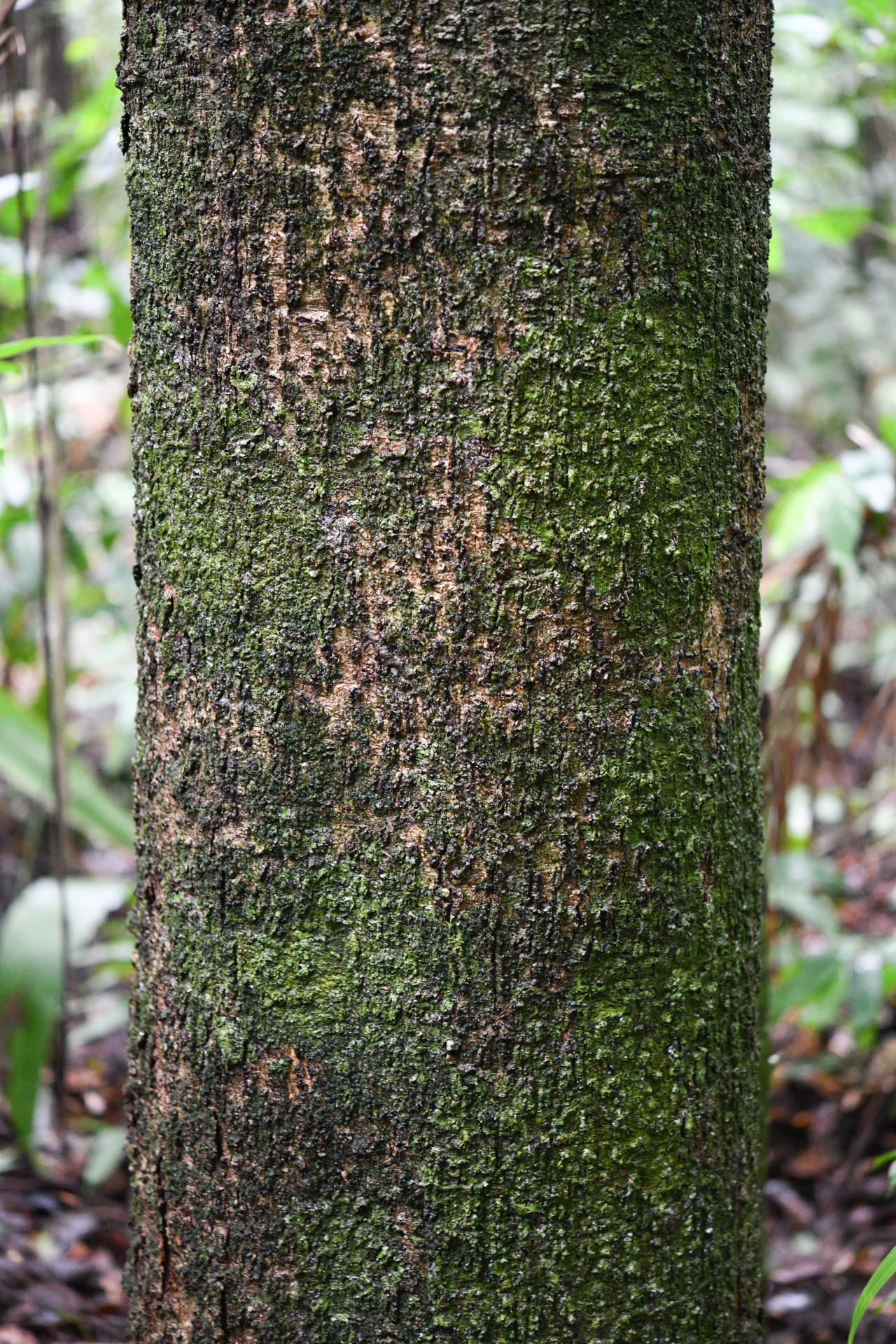 Casearia bicolor Urb. - Photo Bivouac Naturaliste