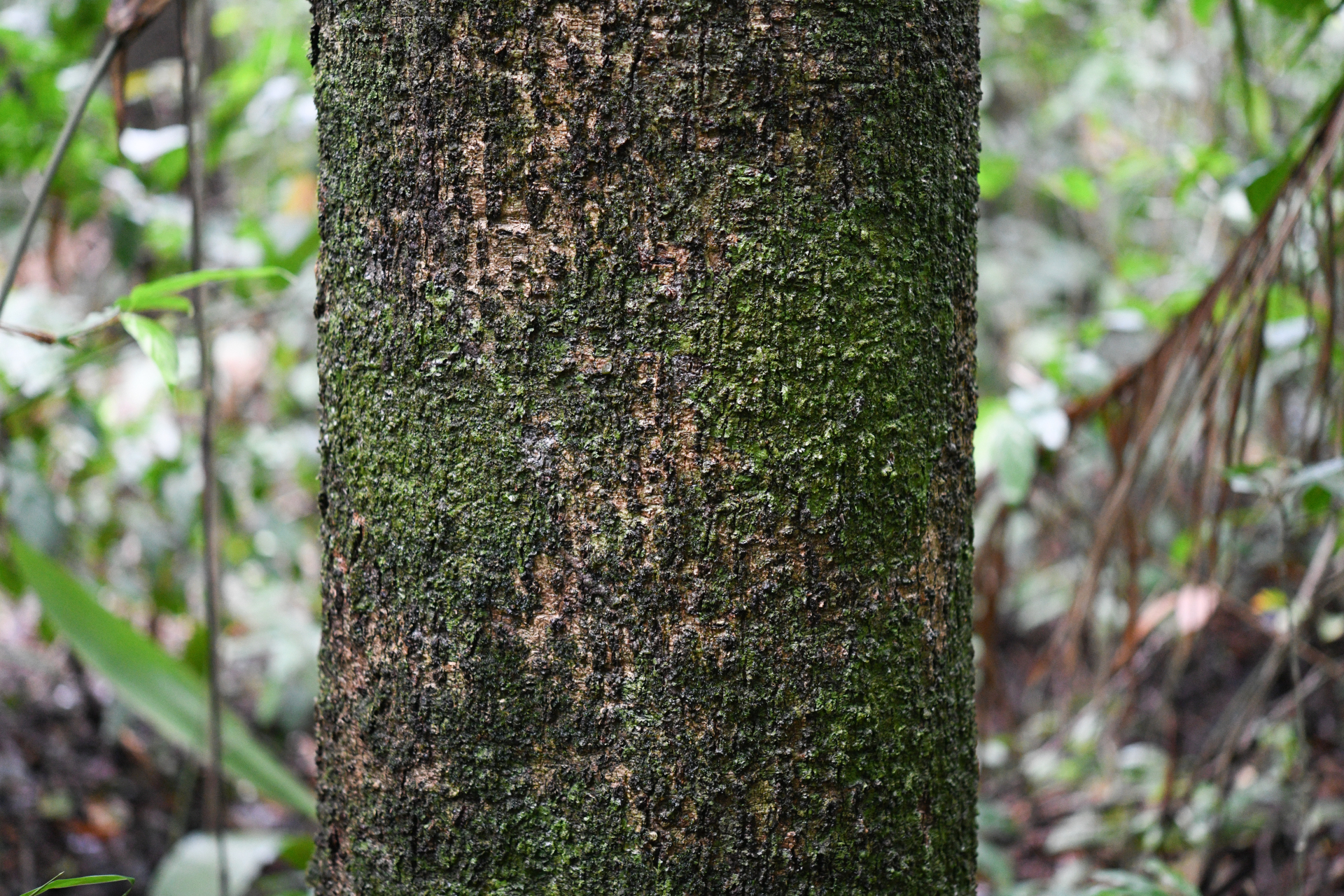 Casearia bicolor Urb. - Photo Bivouac Naturaliste