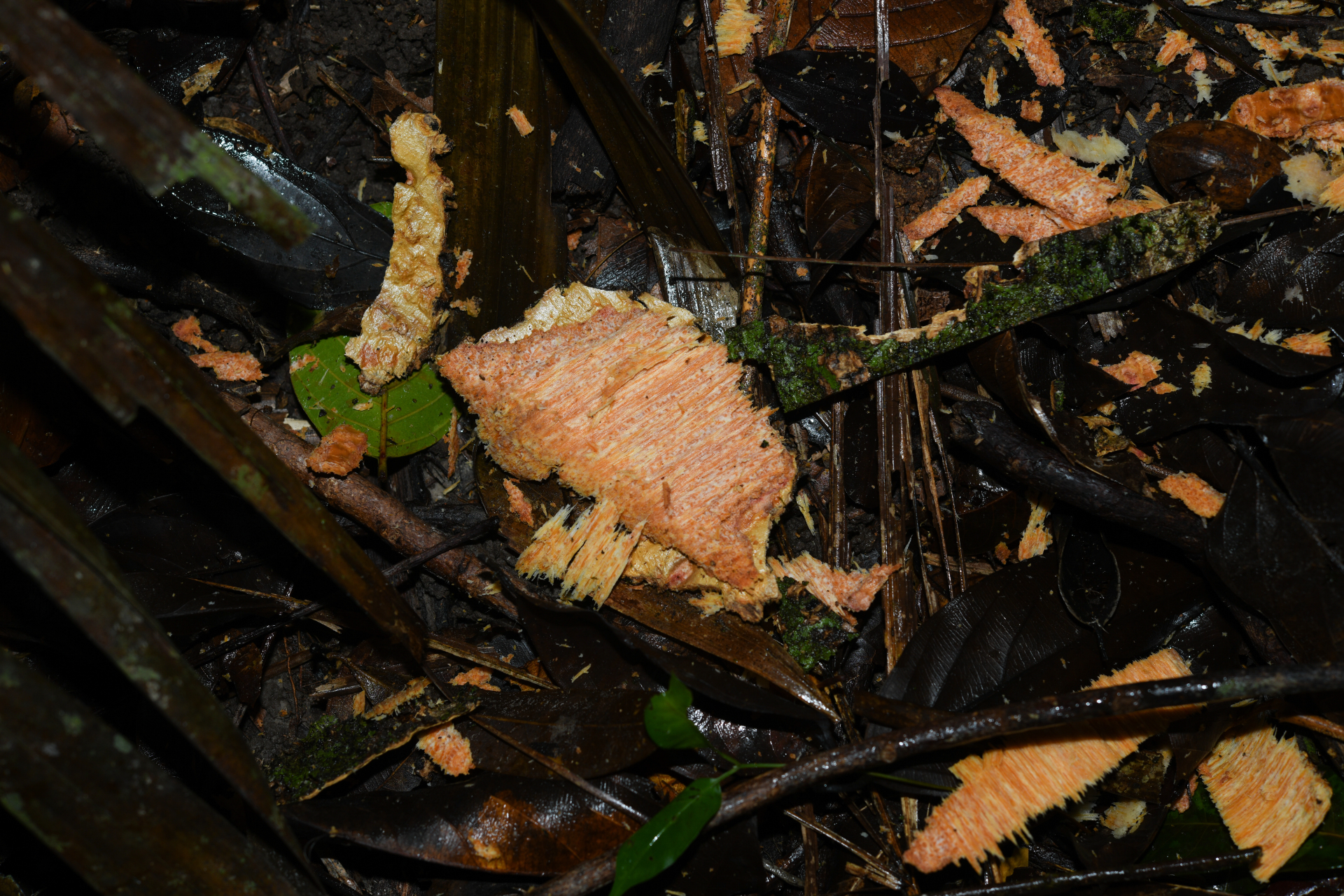 Casearia bicolor Urb. - Photo Bivouac Naturaliste