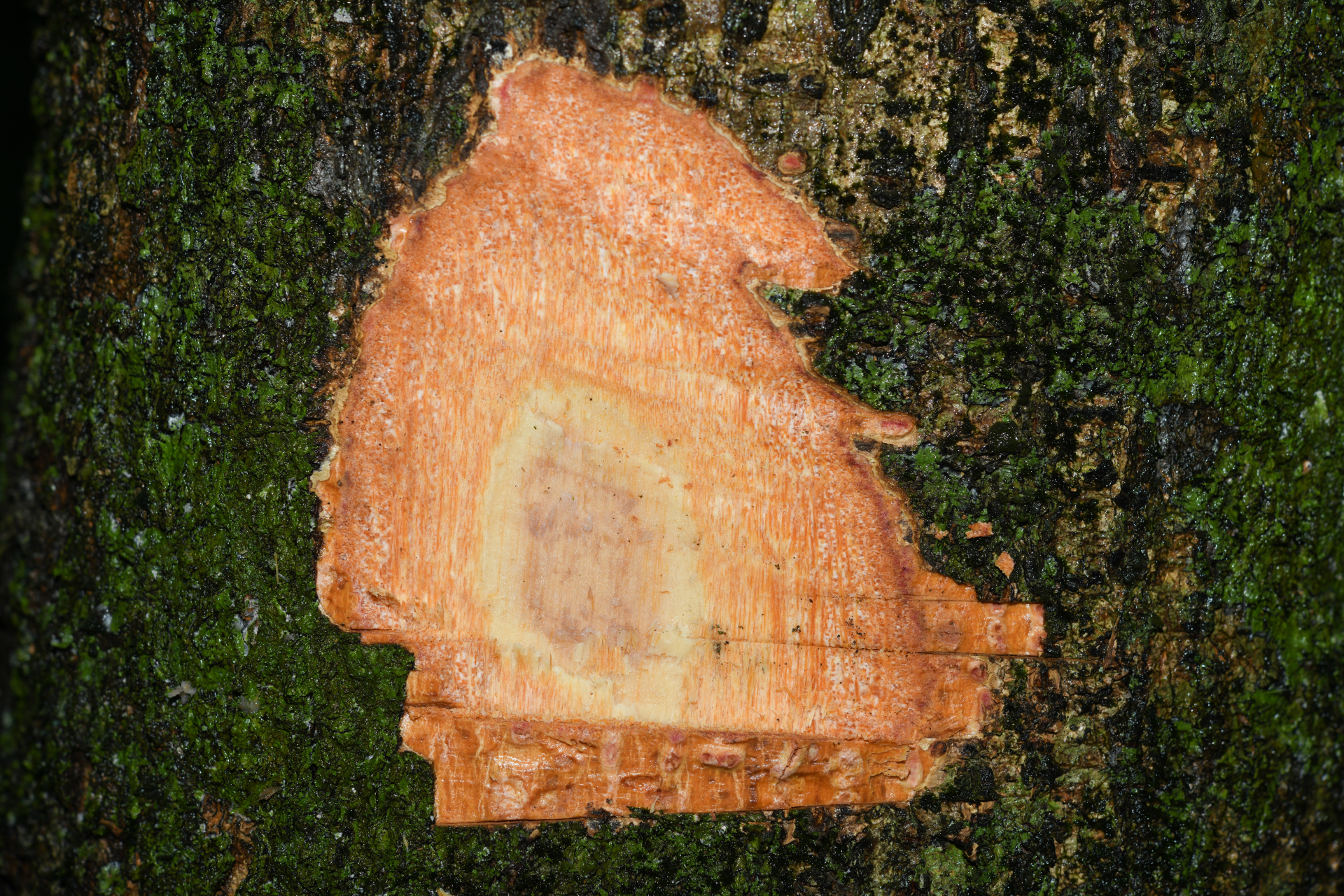 Casearia bicolor Urb. - Photo Bivouac Naturaliste