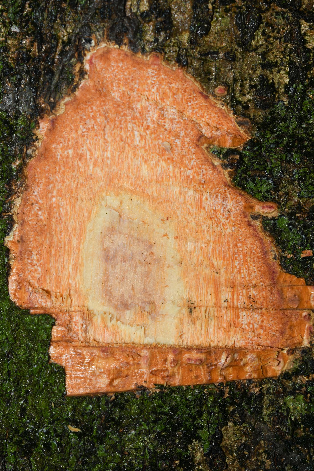 Casearia bicolor Urb. - Photo Bivouac Naturaliste