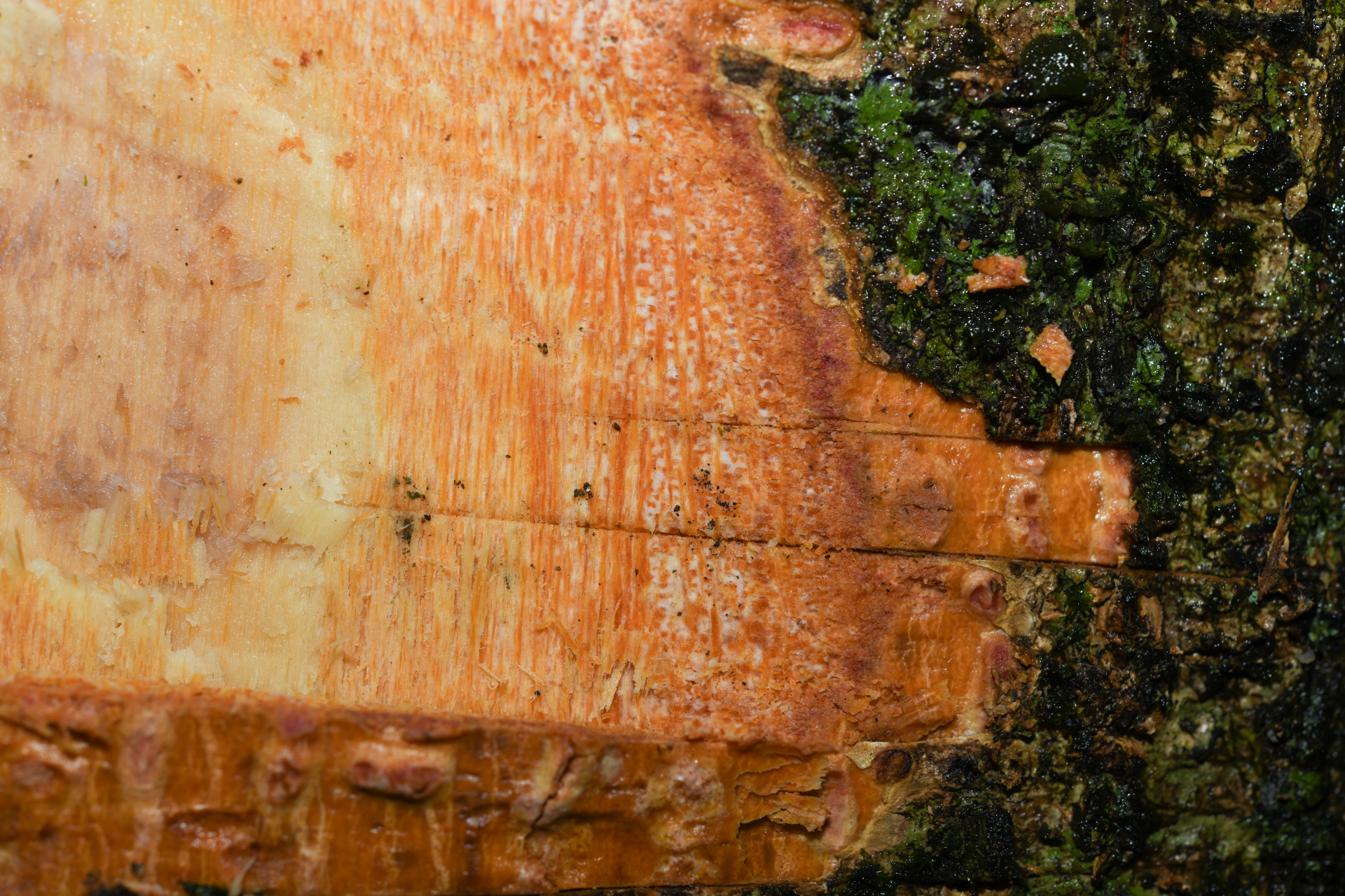 Casearia bicolor Urb. - Photo Bivouac Naturaliste