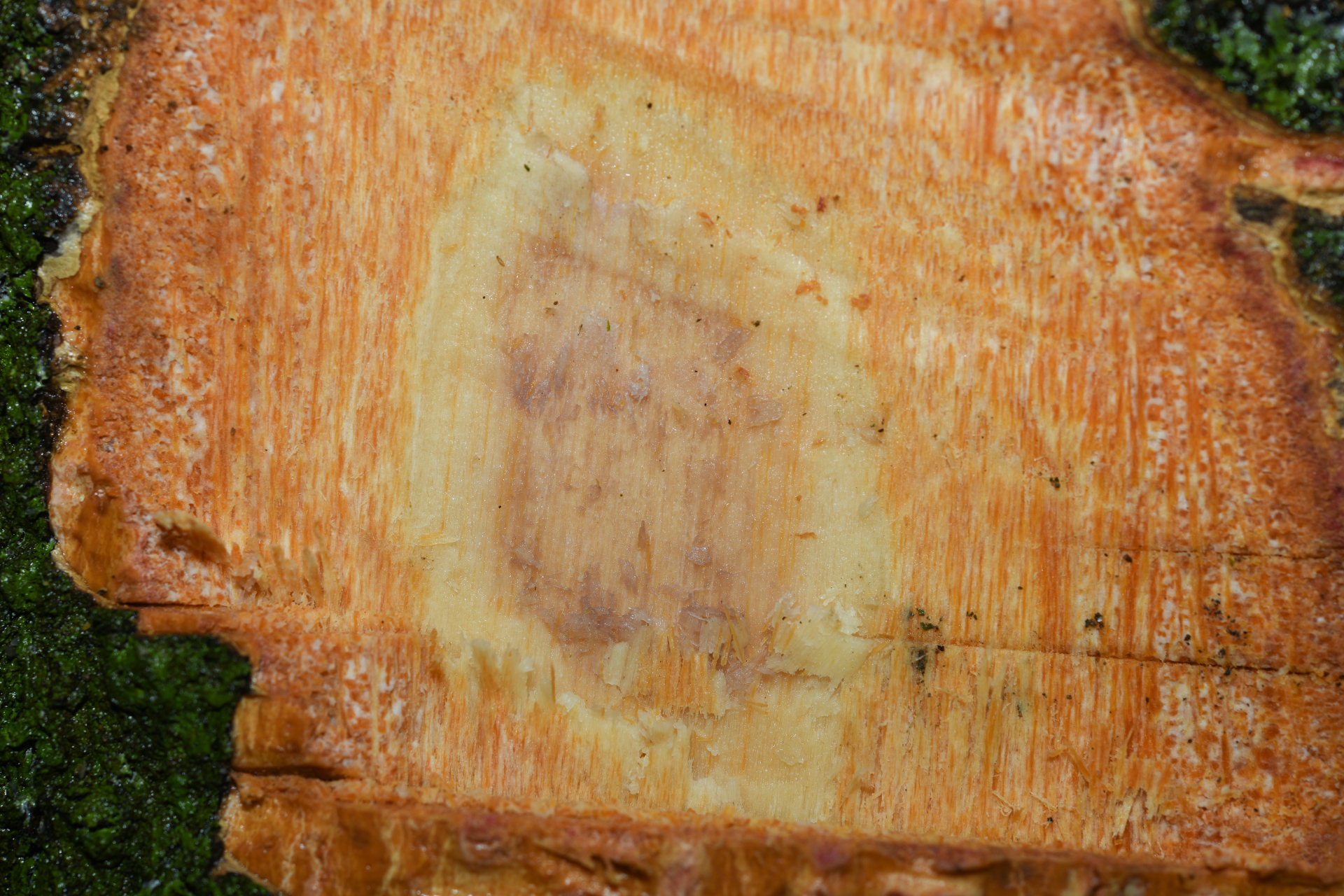 Casearia bicolor Urb. - Photo Bivouac Naturaliste