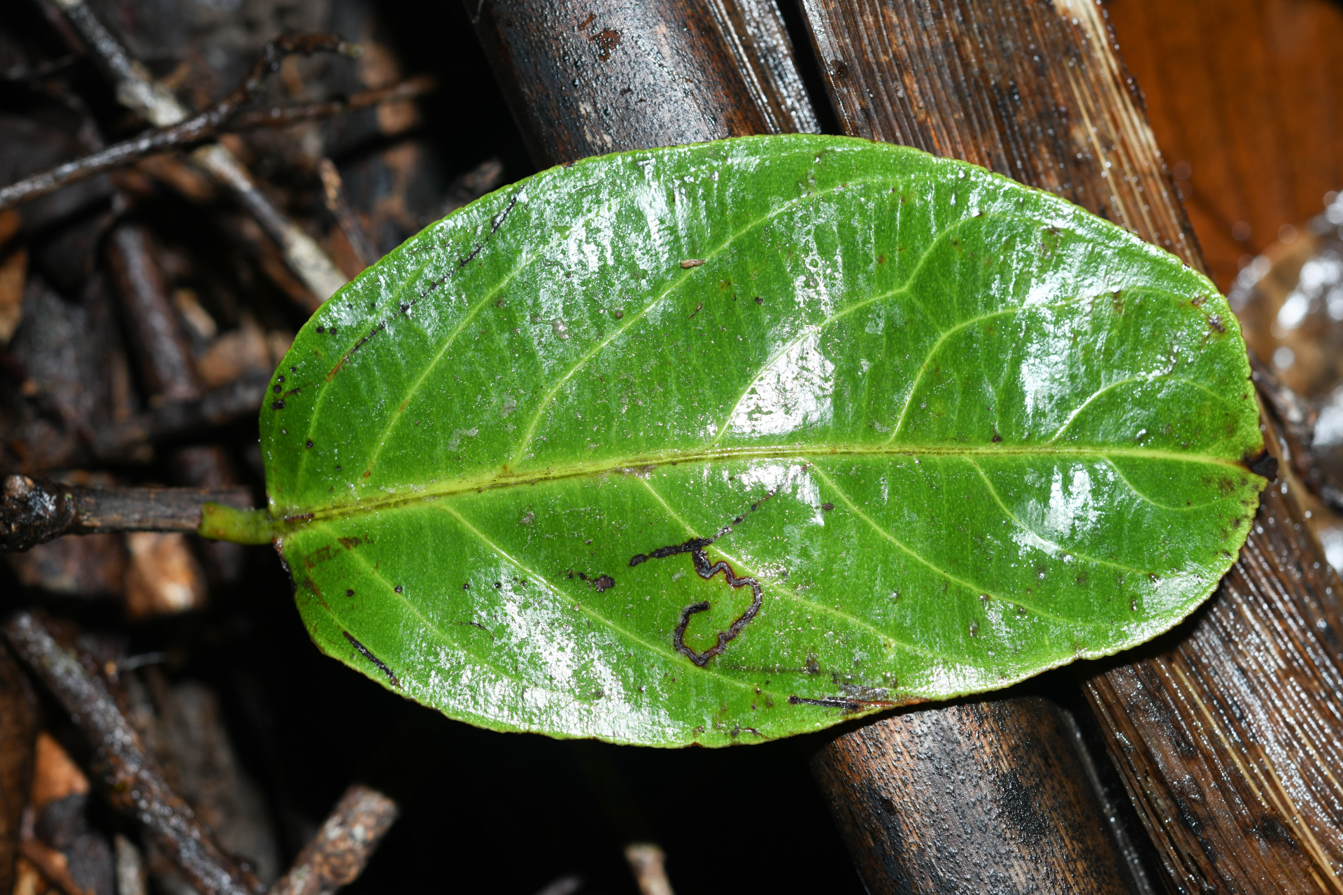 Casearia bicolor Urb. - Photo Bivouac Naturaliste