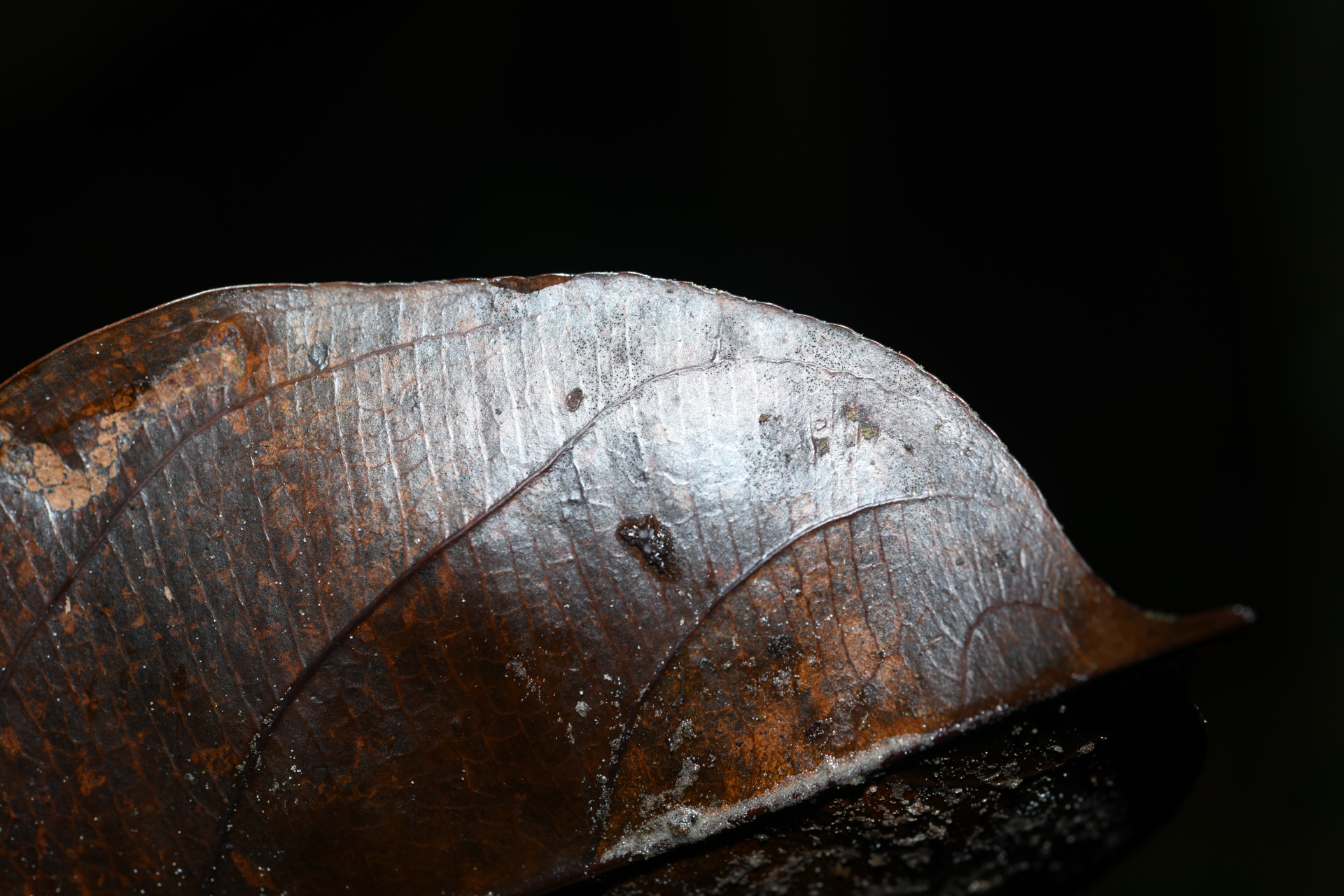 Casearia bicolor Urb. - Photo Bivouac Naturaliste