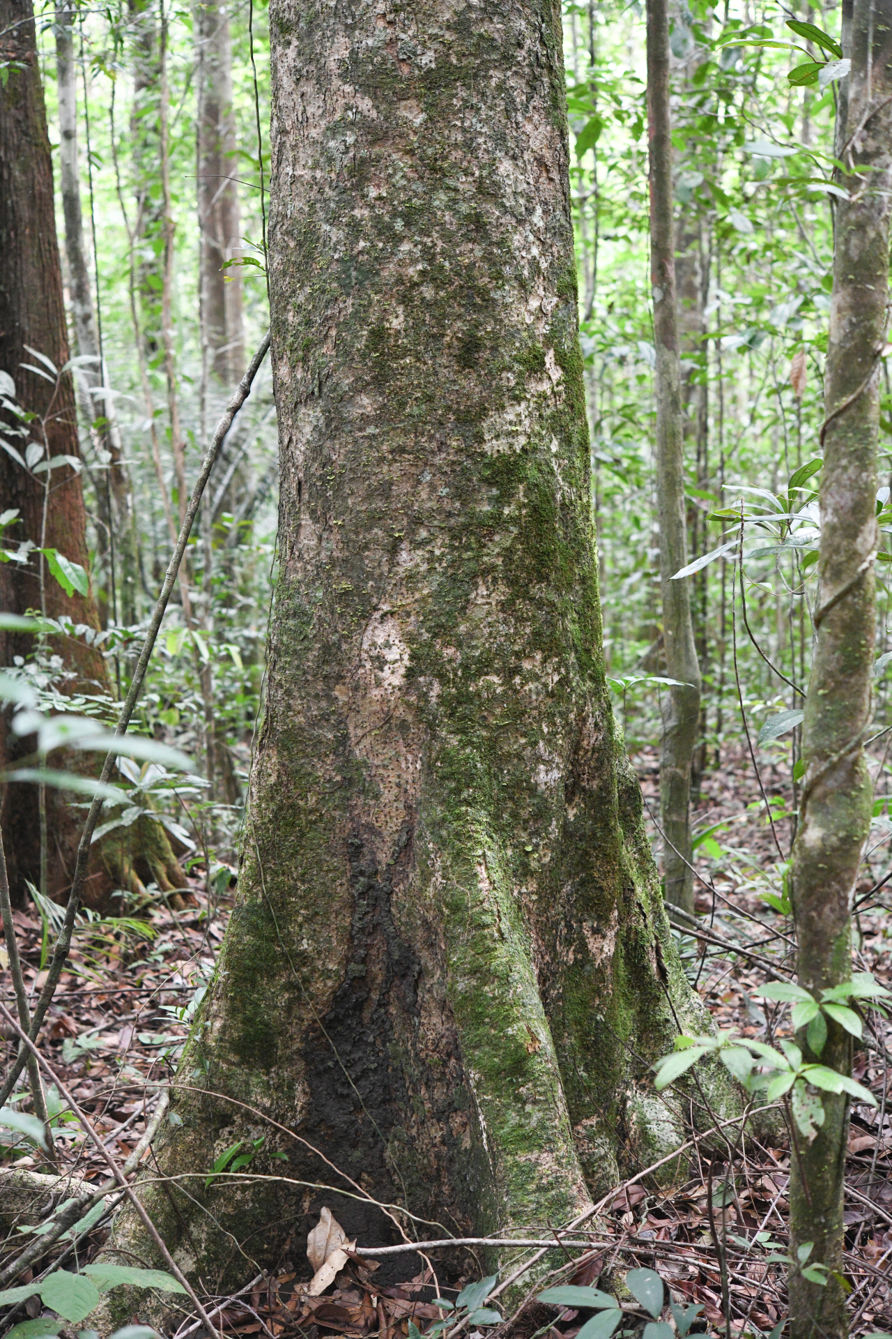 Casearia bicolor Urb. - Photo Bivouac Naturaliste