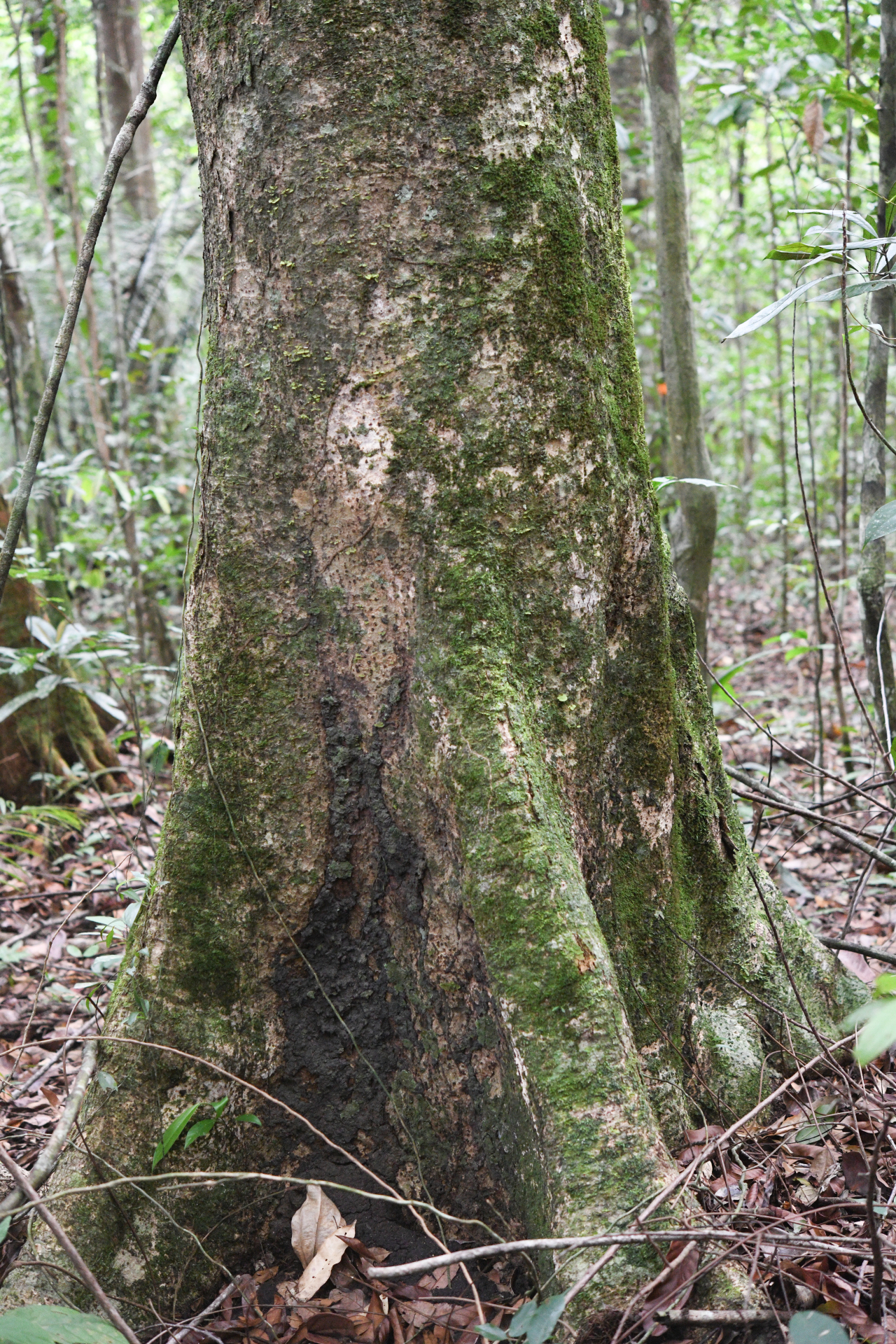 Casearia bicolor Urb. - Photo Bivouac Naturaliste