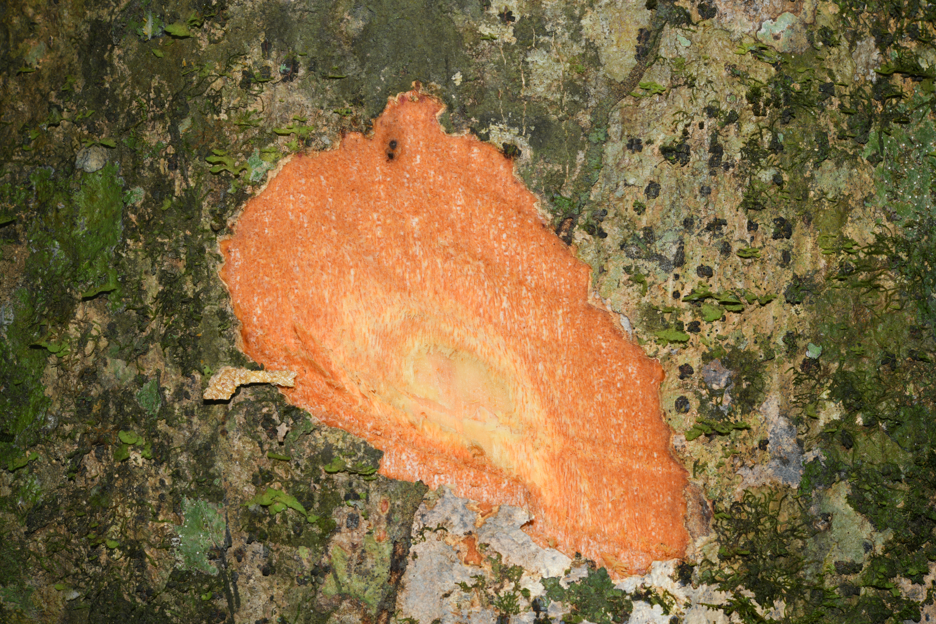 Casearia bicolor Urb. - Photo Bivouac Naturaliste