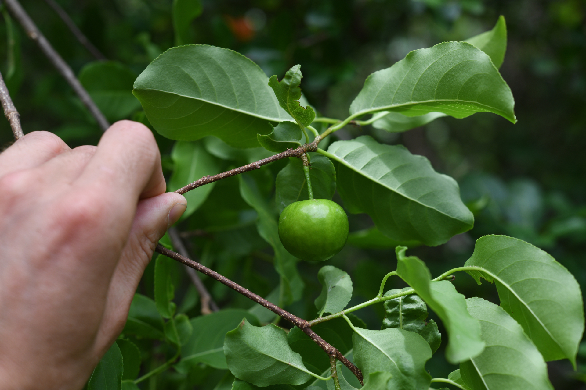 Casearia tremula (Griseb.) Griseb. - Photo Bivouac Naturaliste