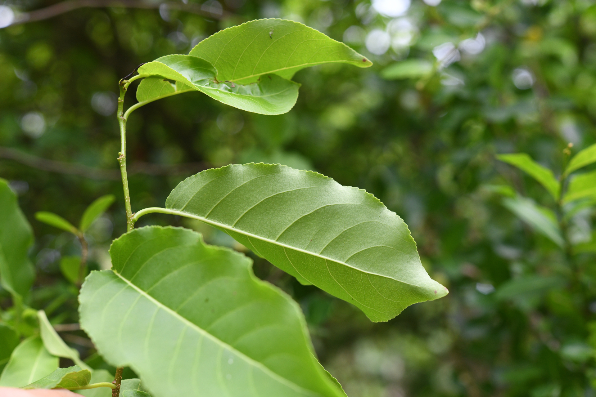 Casearia tremula (Griseb.) Griseb. - Photo Bivouac Naturaliste