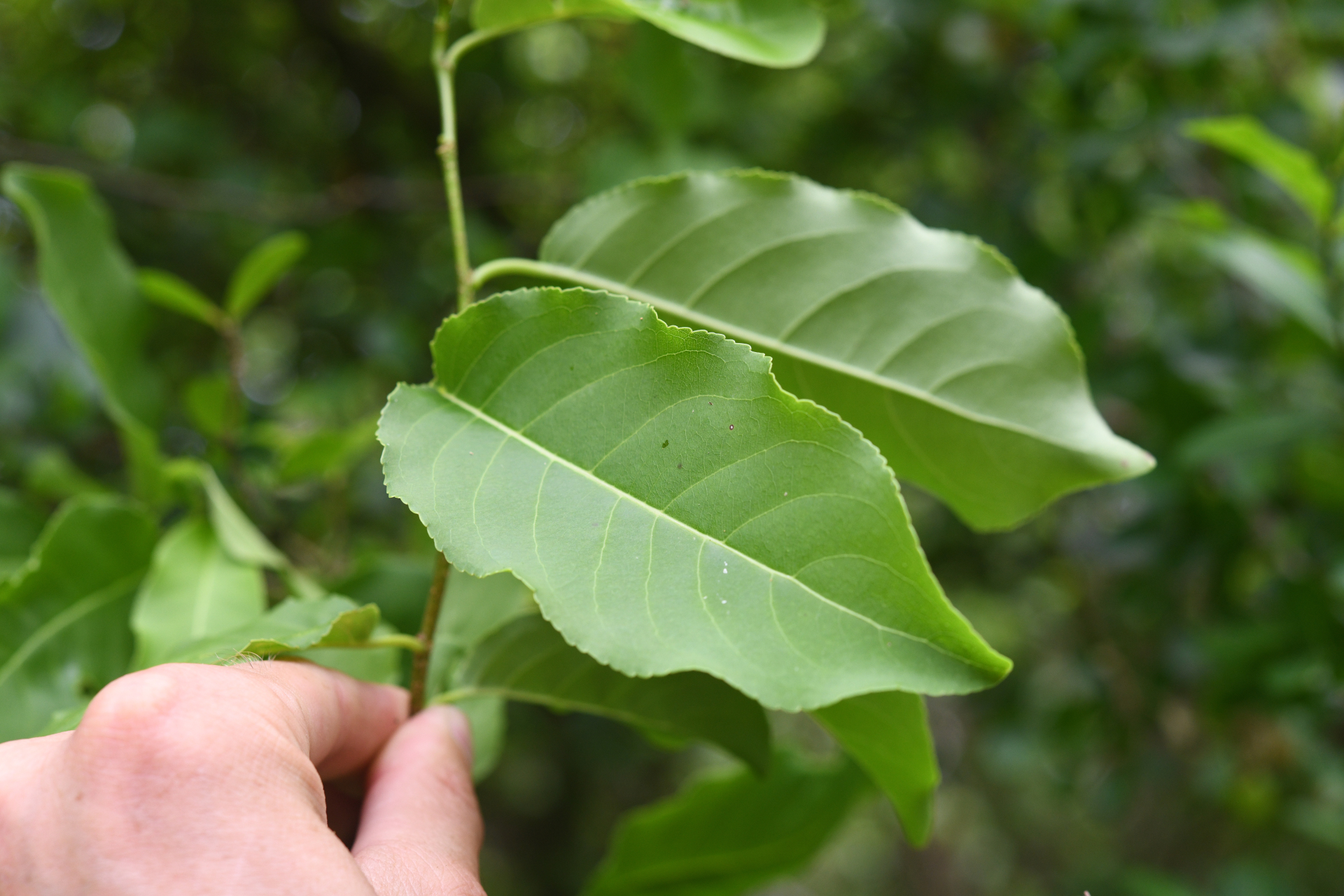 Casearia tremula (Griseb.) Griseb. - Photo Bivouac Naturaliste