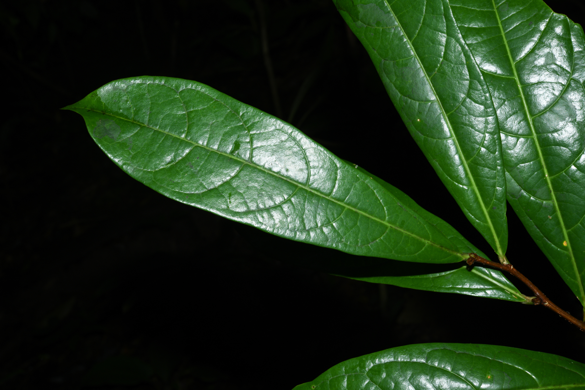 Casearia bracteifera Sagot - Photo Bivouac Naturaliste